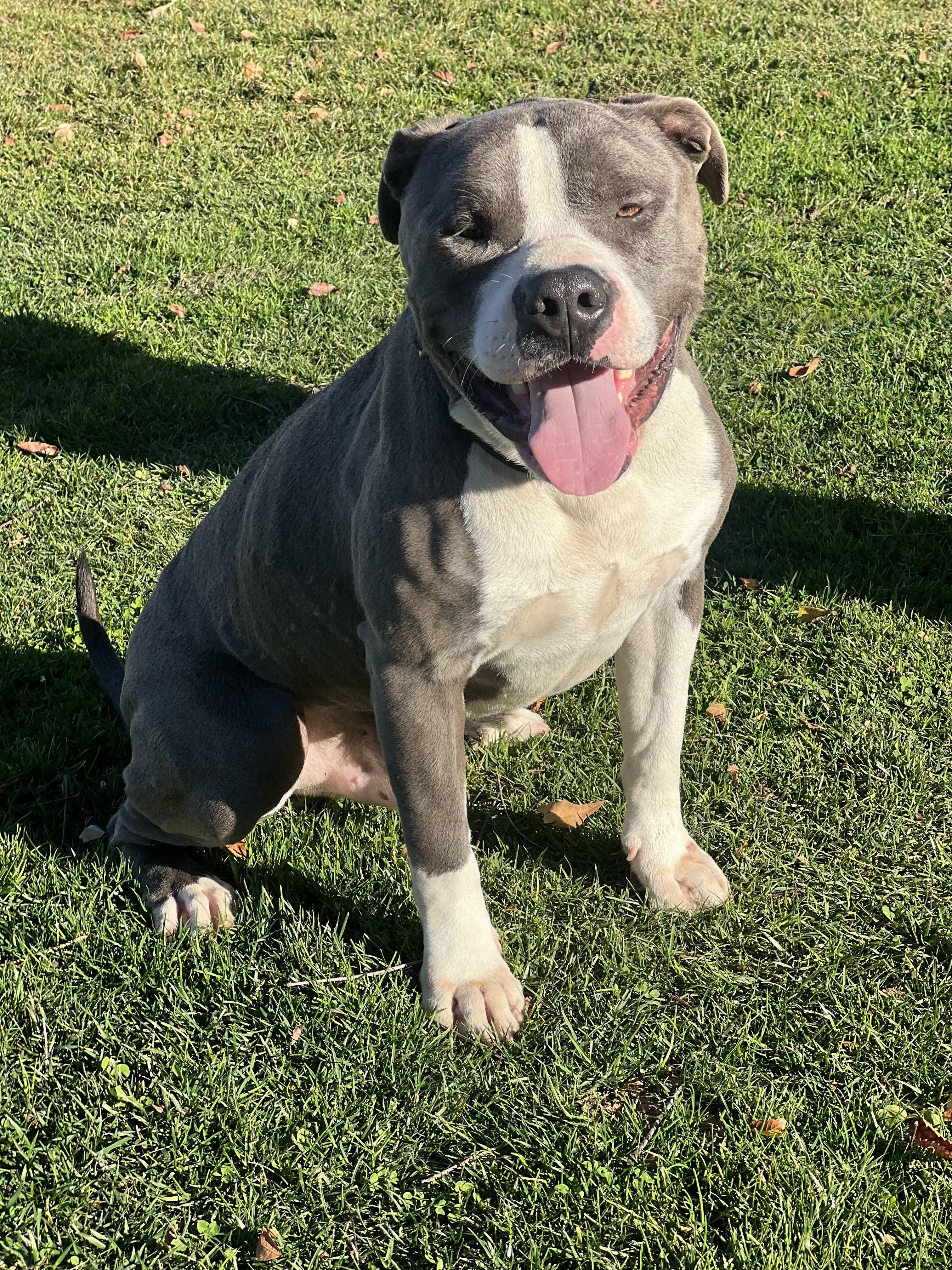 Enlarge CHANCE, a ADOPTABLE mixed breed in Portland , OR image 5/5