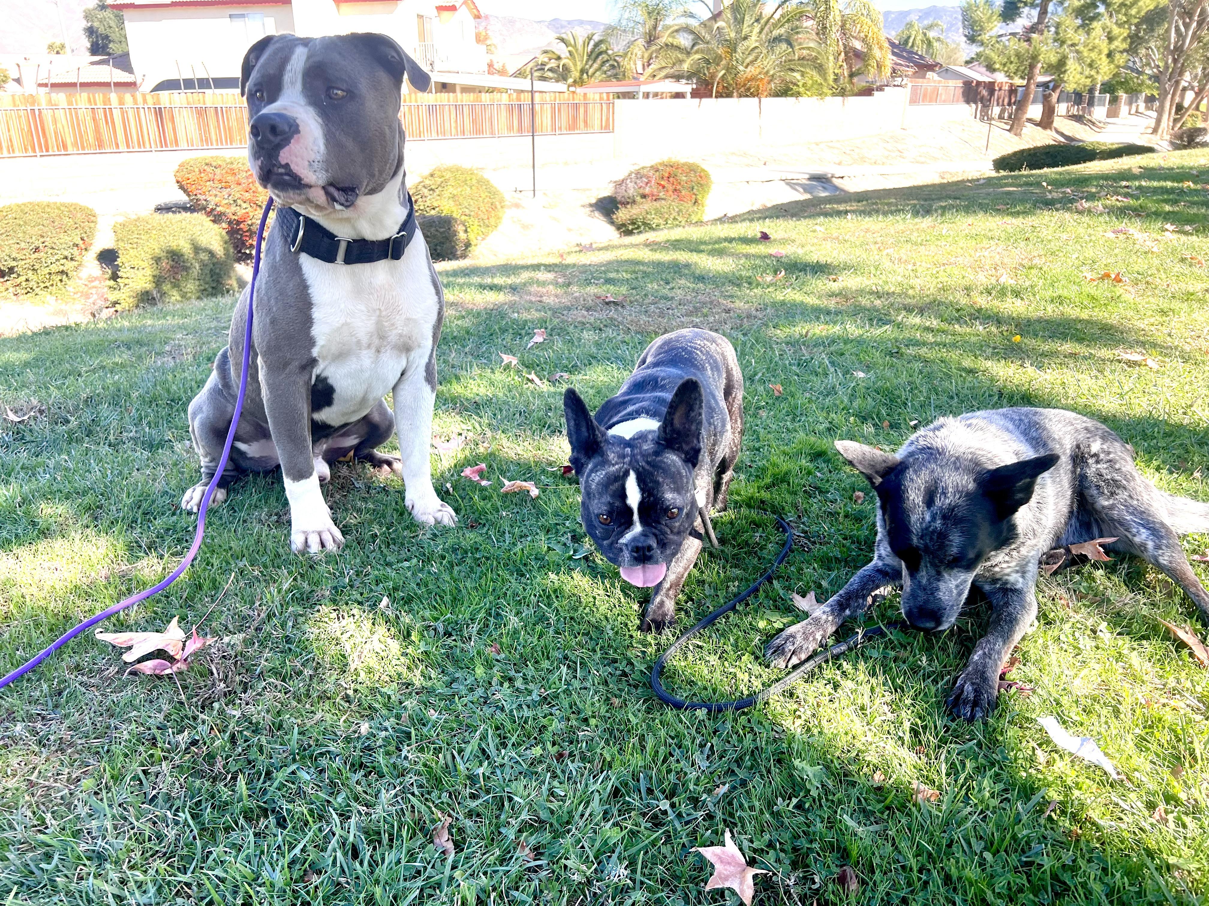Enlarge CHANCE, a ADOPTABLE mixed breed in Portland , OR image 4/5