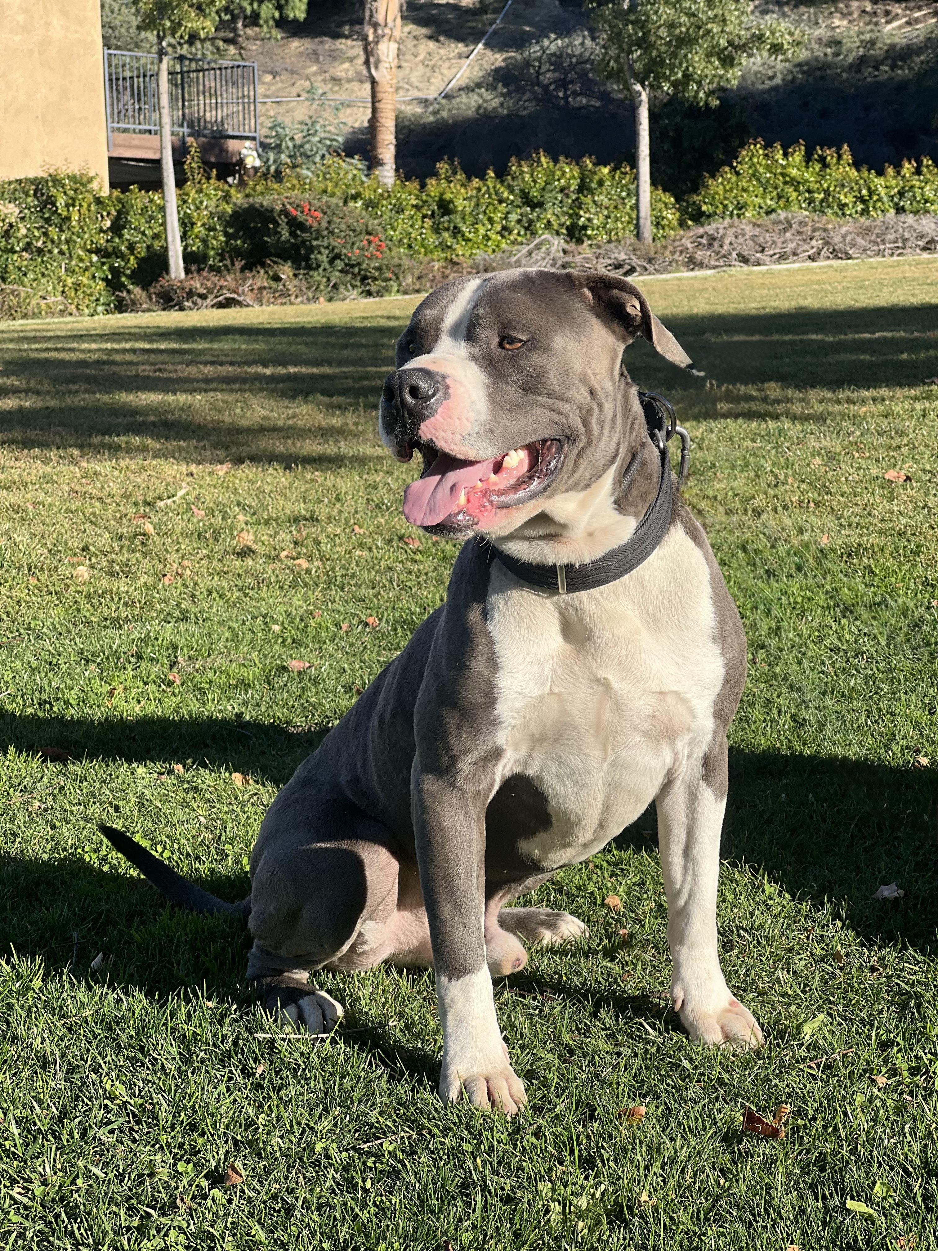 Enlarge CHANCE, a ADOPTABLE mixed breed in Portland , OR image 1/5