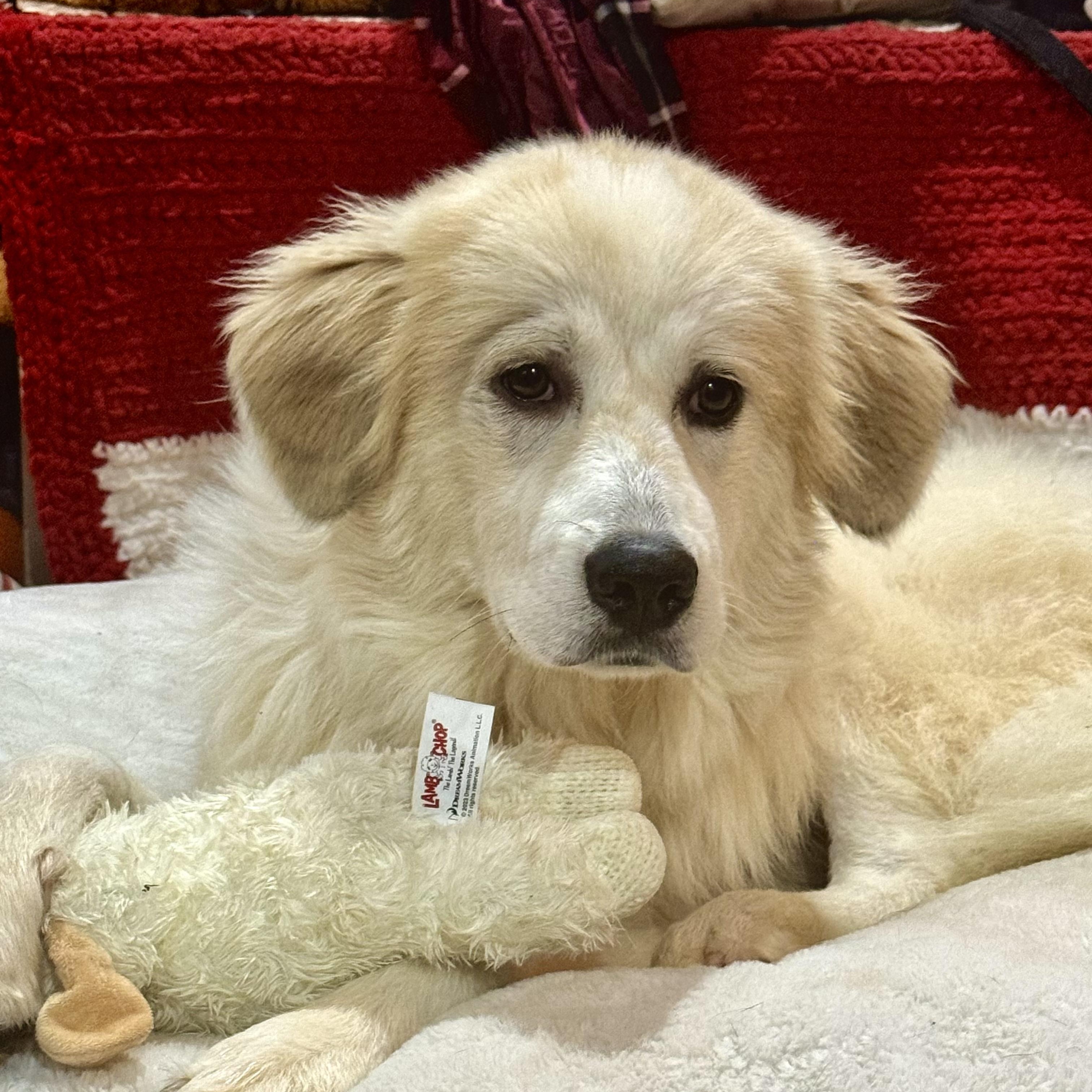 Izzy, a Adoptable Great Pyrenees in Quakertown, PA image 1/4