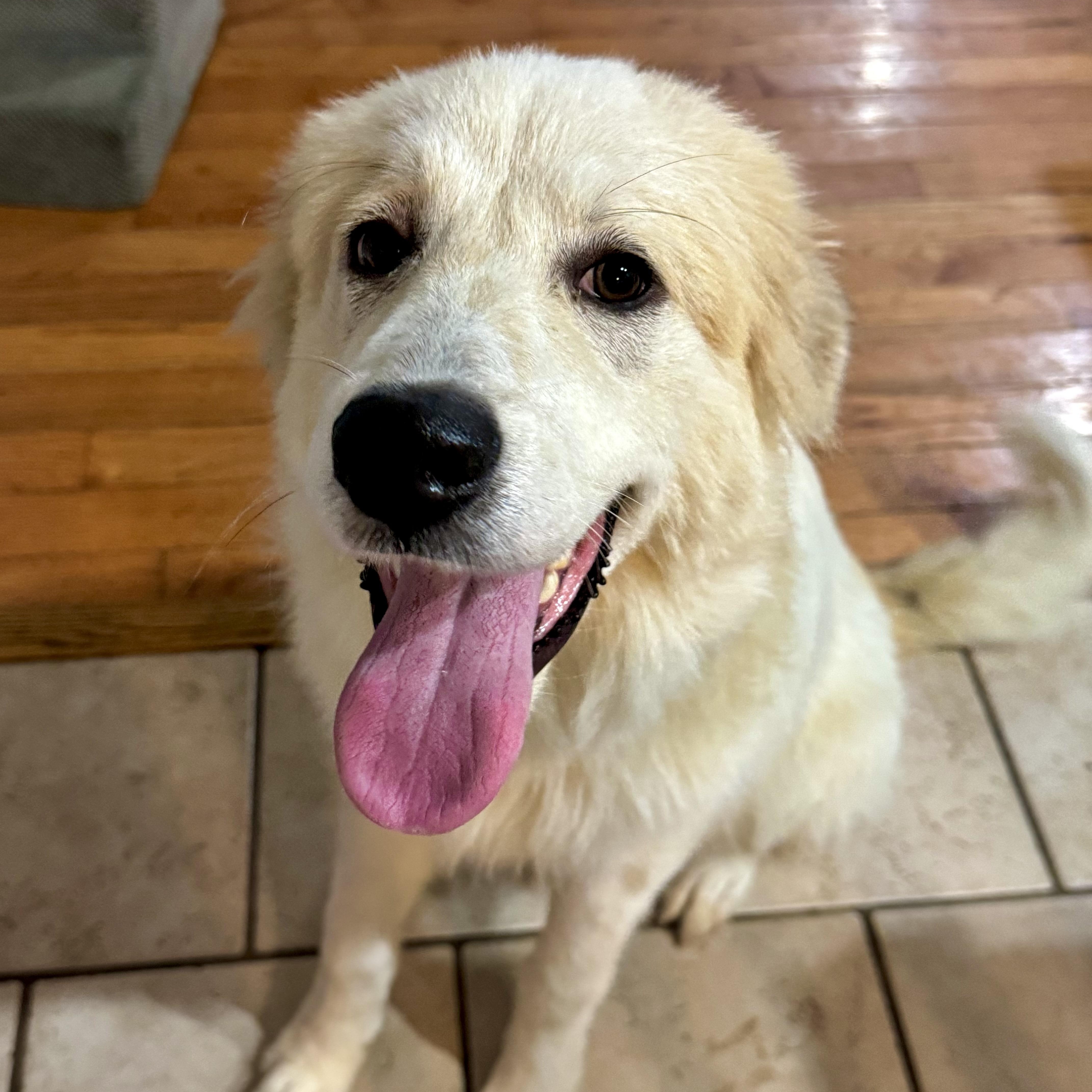 Izzy, a Adoptable Great Pyrenees in Quakertown, PA image 4/4