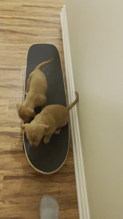 Enlarge Country Artists, a Adopted mixed breed in Burbank, CA video 6/11