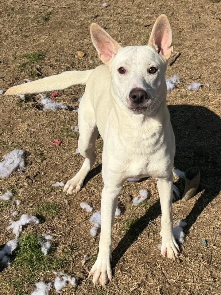 Sati, a Adoptable mixed breed in Fairfax, VA image 4/6