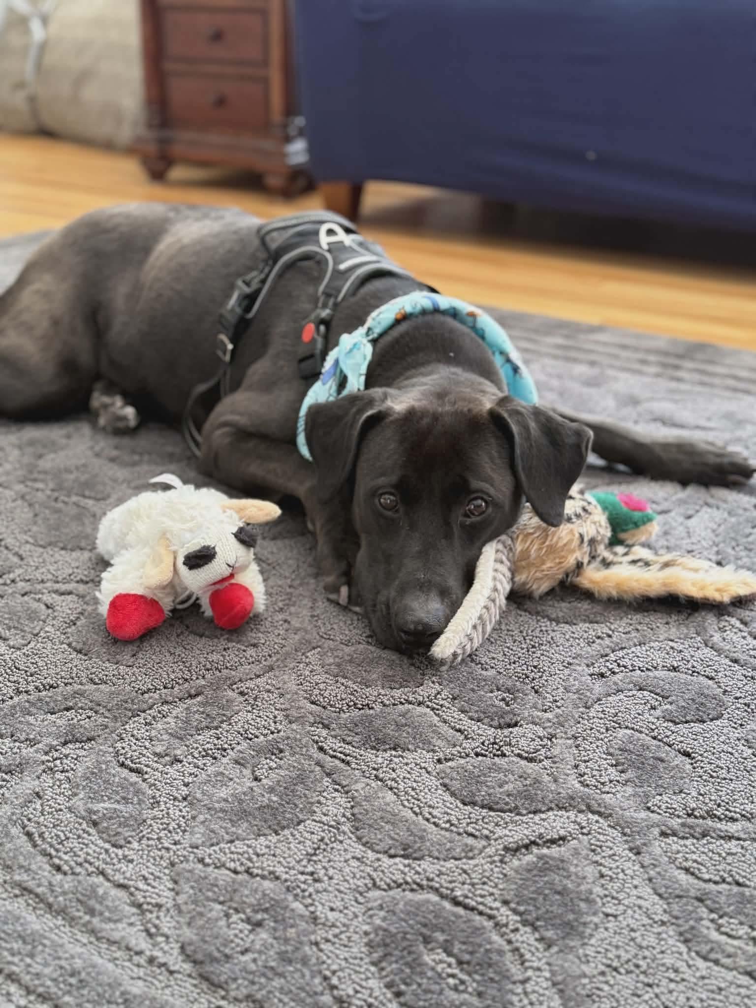Enlarge Alexa (Foster or Adopter Needed!), a Adoptable mixed breed in Westwood, NJ image 4/5