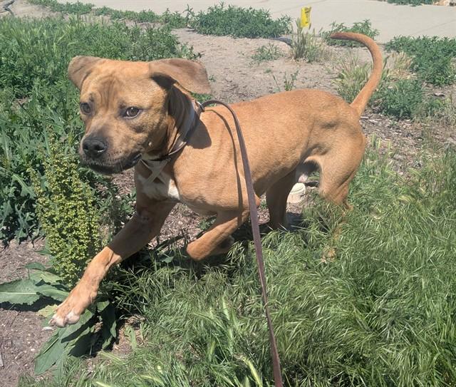 Enlarge BOSTON CREAM, a Adoptable Pit Bull Terrier in Denver, CO image 1/1