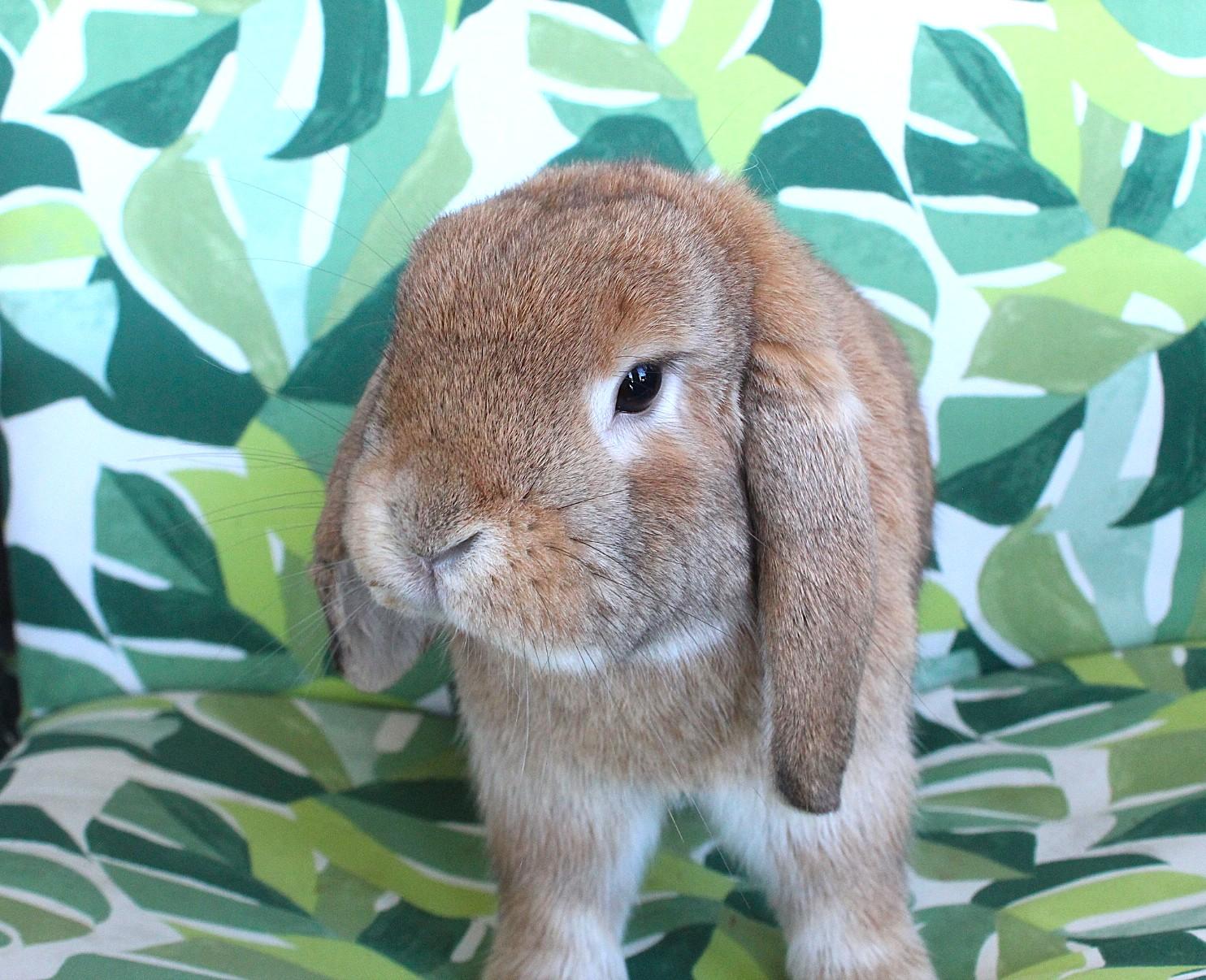 Enlarge Freddy, an adopted Lop Eared in Hillside, NJ image 3/3