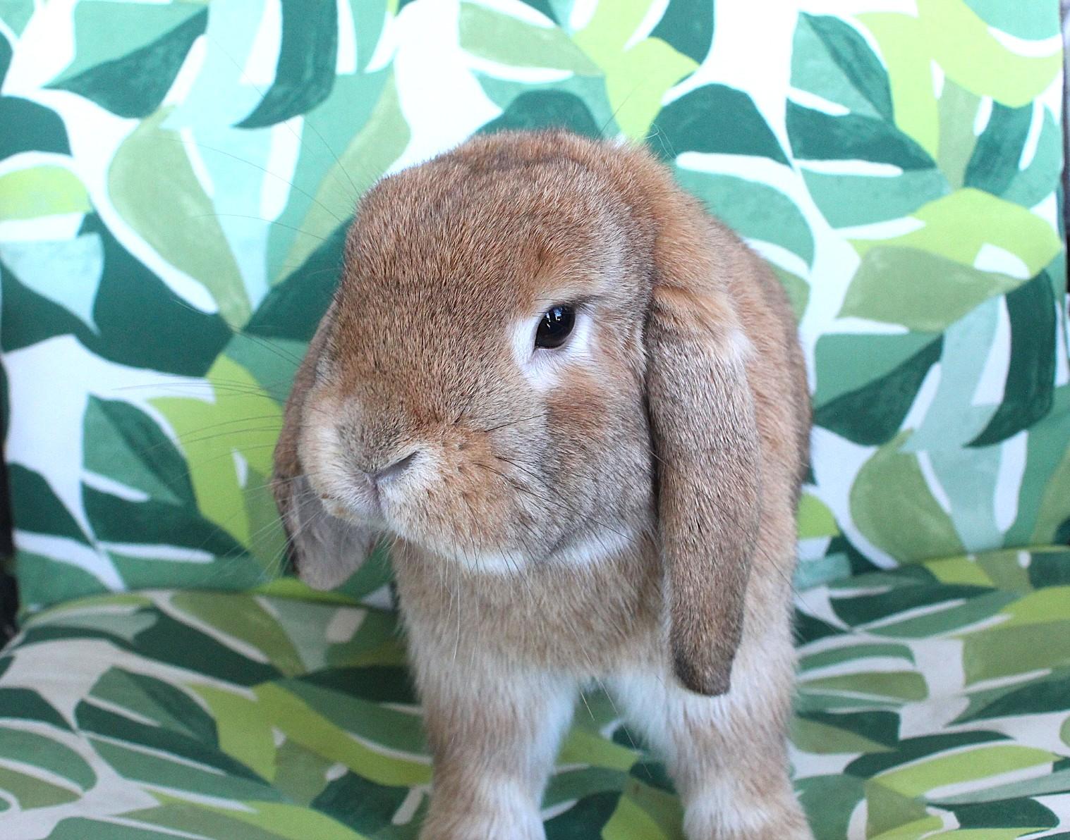 Enlarge Freddy, an adopted Lop Eared in Hillside, NJ image 2/3