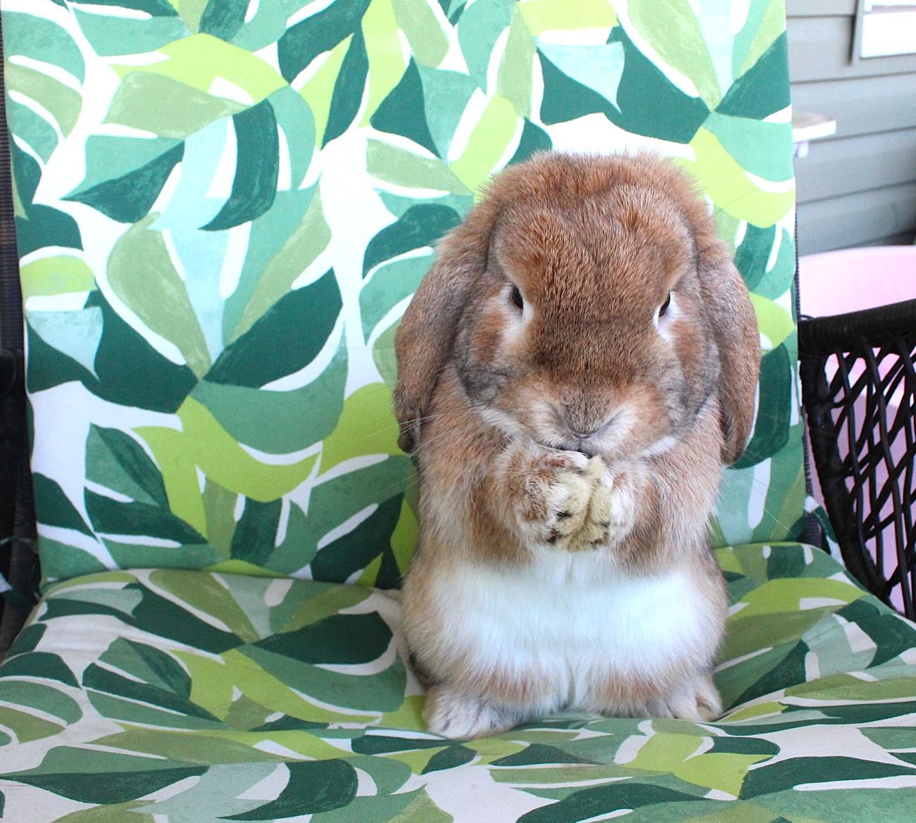 Enlarge Freddy, an adopted Lop Eared in Hillside, NJ image 1/3