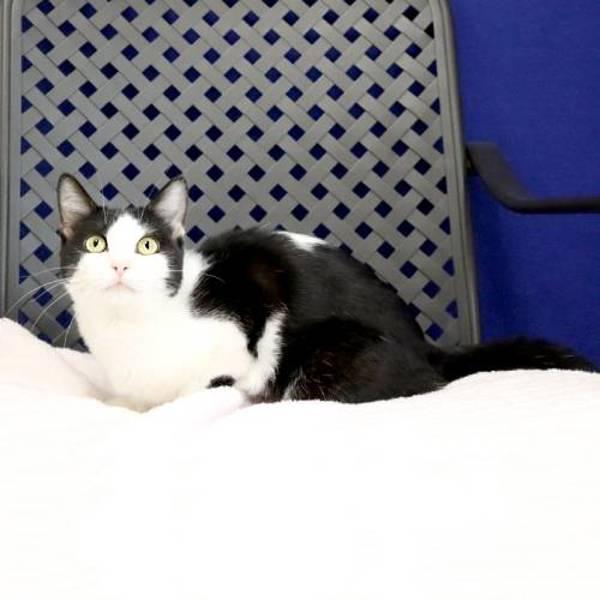 Jackie Cheese, Adoptable, Young Female Domestic Short Hair.