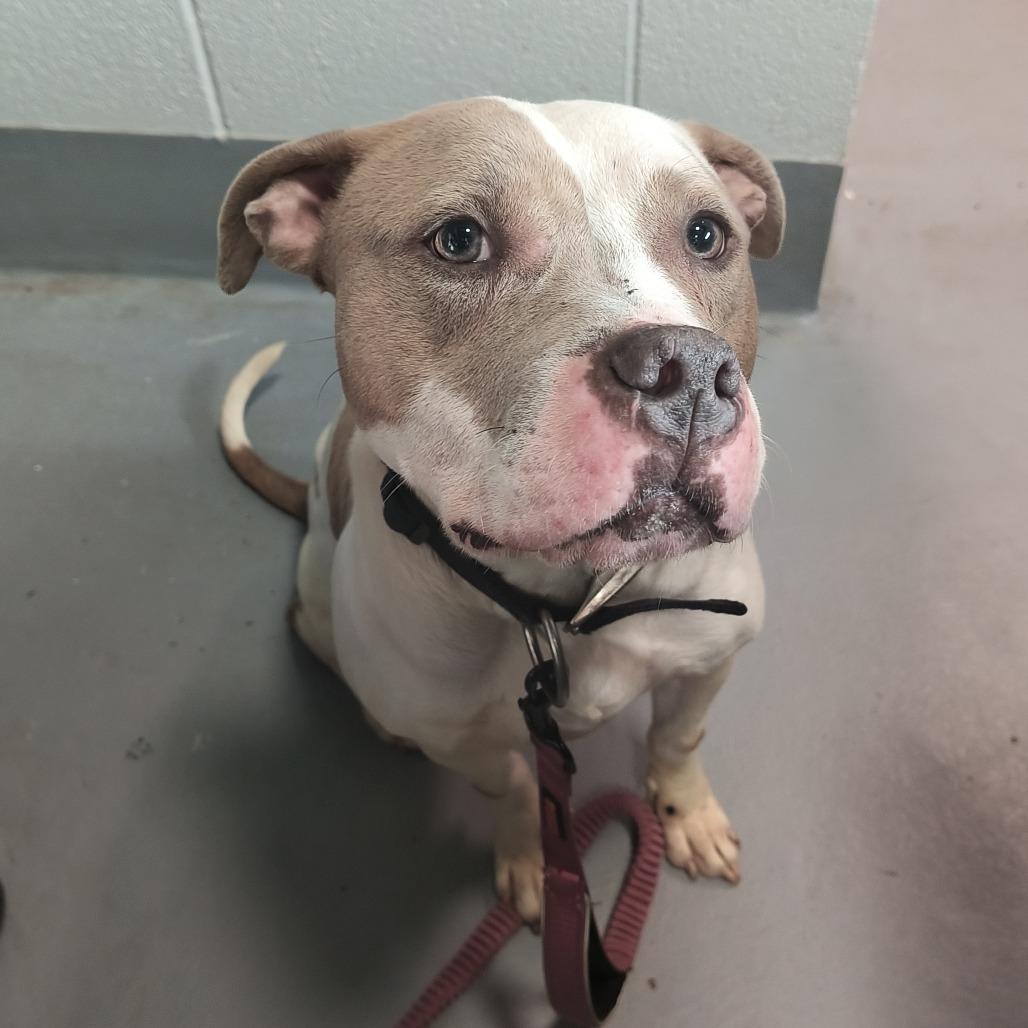 Enlarge Aisha, a Adoptable Mixed Breed in Beckley, WV image 1/1