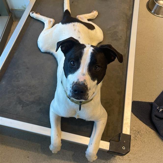 Enlarge Tonka, a Adoptable Mixed Breed in Bentonville, AR image 1/6