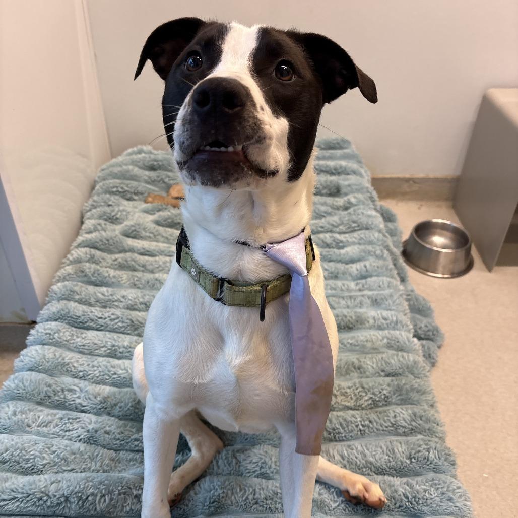 Tonka, Adoptable, Young Male Mixed Breed.