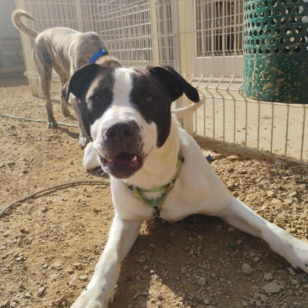 Enlarge Tonka, a Adoptable Mixed Breed in Bentonville, AR image 2/6