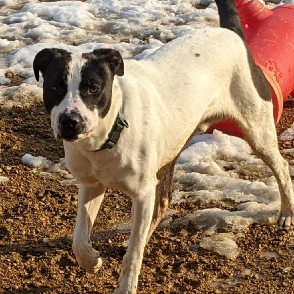Enlarge Tonka, a Adoptable Mixed Breed in Bentonville, AR image 3/6