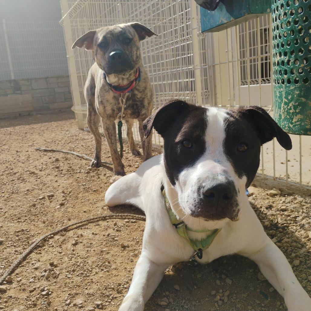 Enlarge Tonka, a Adoptable Mixed Breed in Bentonville, AR image 4/6