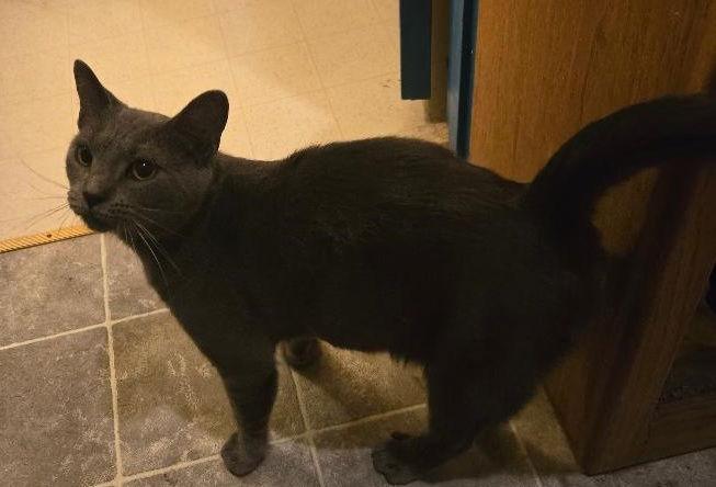 Enlarge Smokey/Stormy, a Adopted Domestic Short Hair in Herndon, VA image 1/2