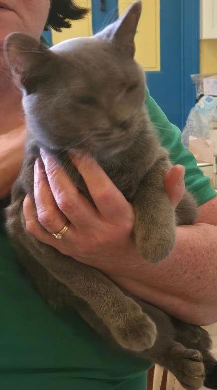 Enlarge Smokey/Stormy, a Adopted Domestic Short Hair in Herndon, VA image 2/2