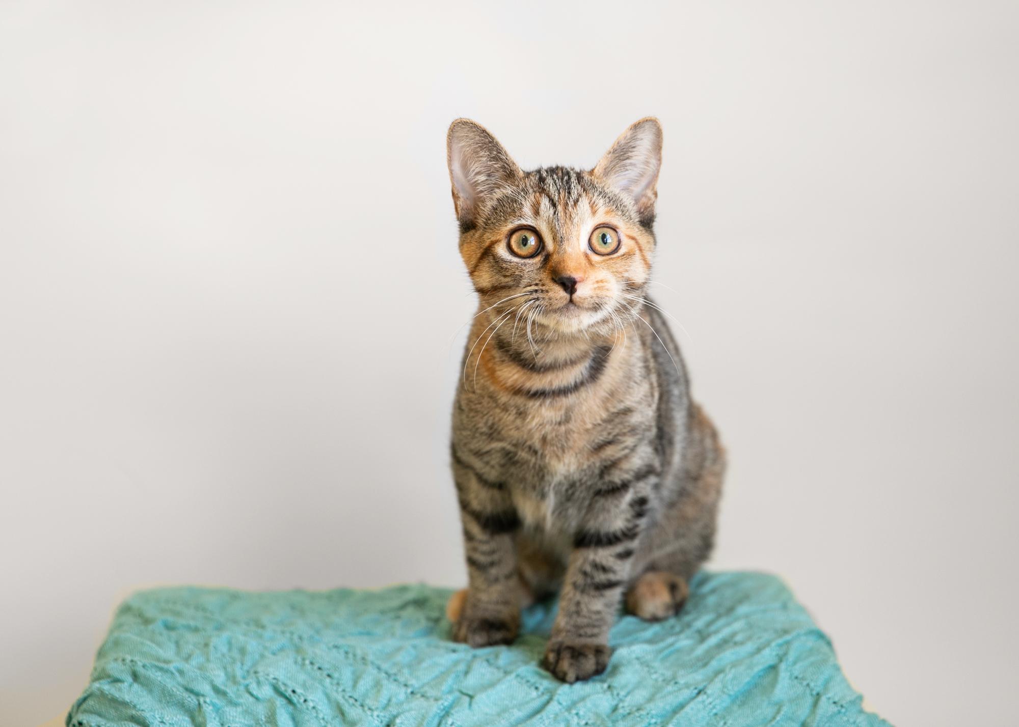 Bunny Foo Foo (Bobtail), Adopted, Young Female Domestic Short Hair.