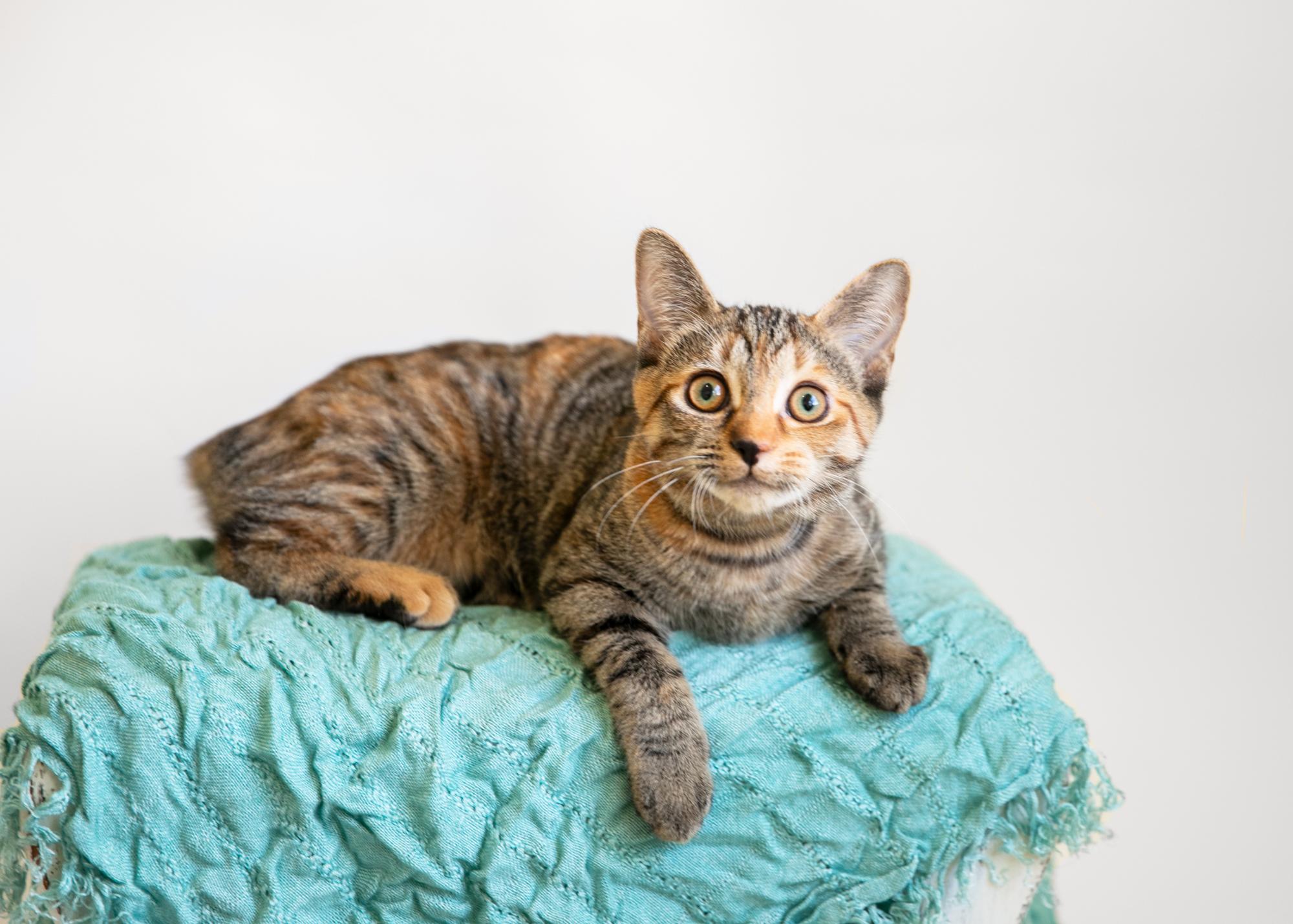 Enlarge Bunny Foo Foo (Bobtail), a Adopted mixed breed in Homewood, AL image 3/5