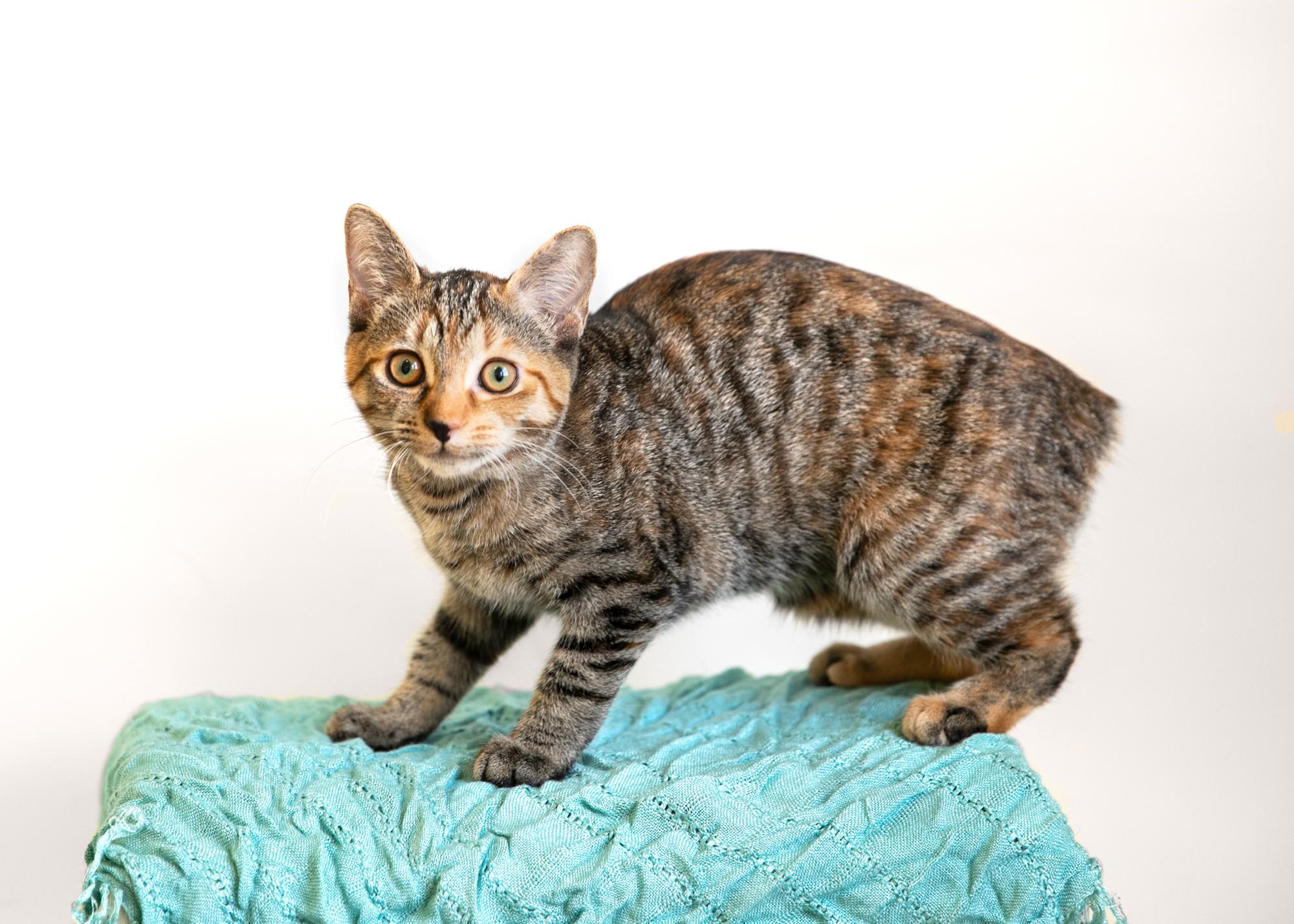 Enlarge Bunny Foo Foo (Bobtail), a Adopted mixed breed in Homewood, AL image 4/5