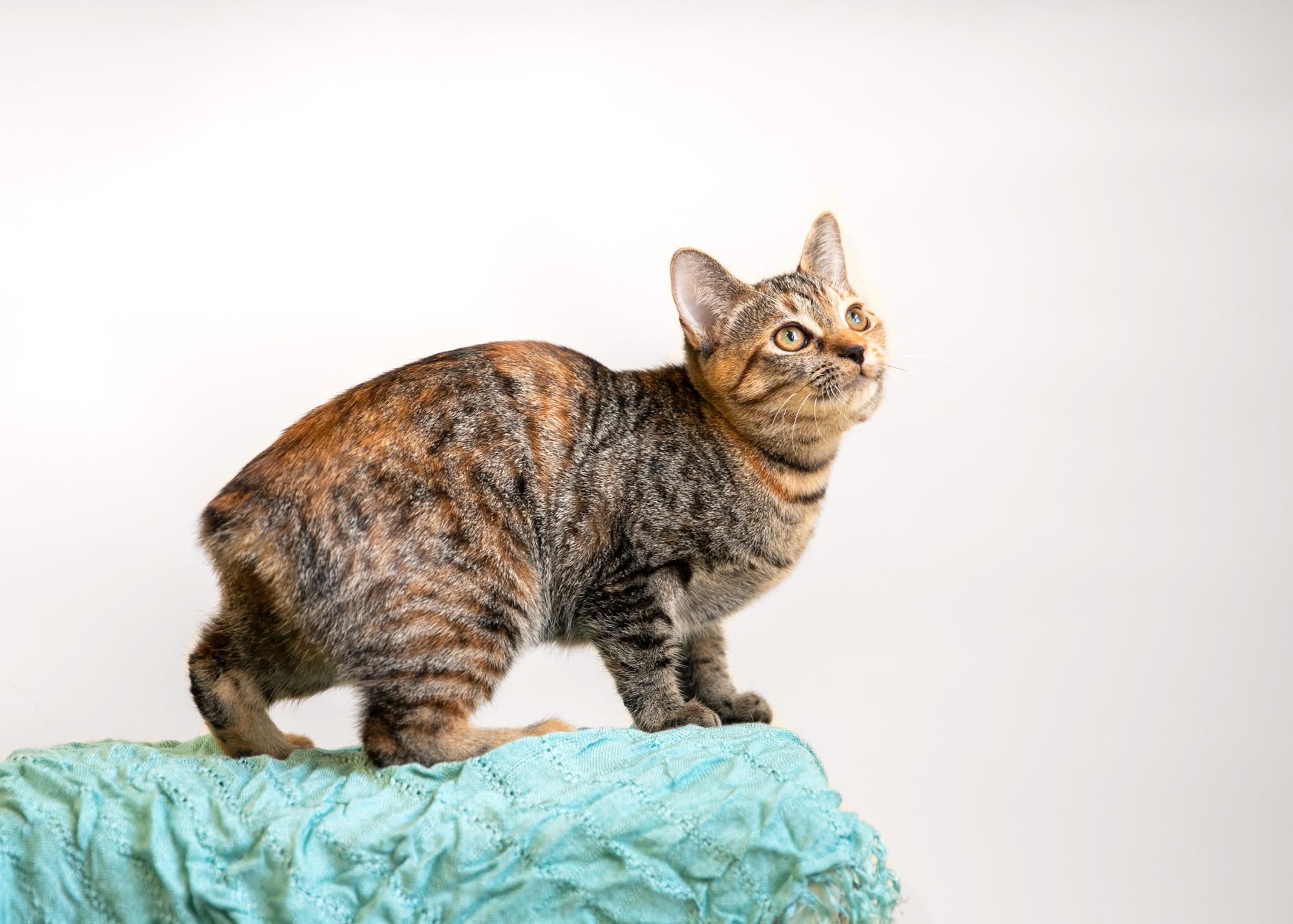 Enlarge Bunny Foo Foo (Bobtail), a Adopted mixed breed in Homewood, AL image 5/5