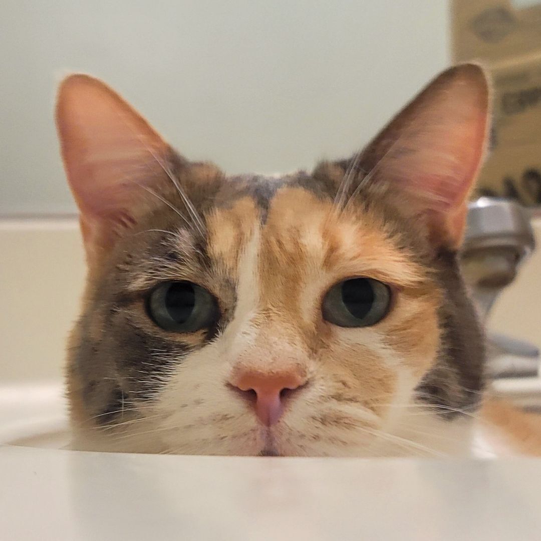 Enlarge Caitlyn, a Adoptable mixed breed in Lancaster, CA image 1/6