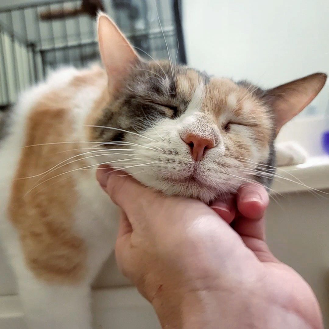 Enlarge Caitlyn, a Adoptable mixed breed in Lancaster, CA image 2/6