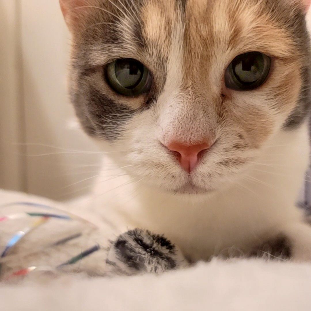 Enlarge Caitlyn, a Adoptable mixed breed in Lancaster, CA image 3/6