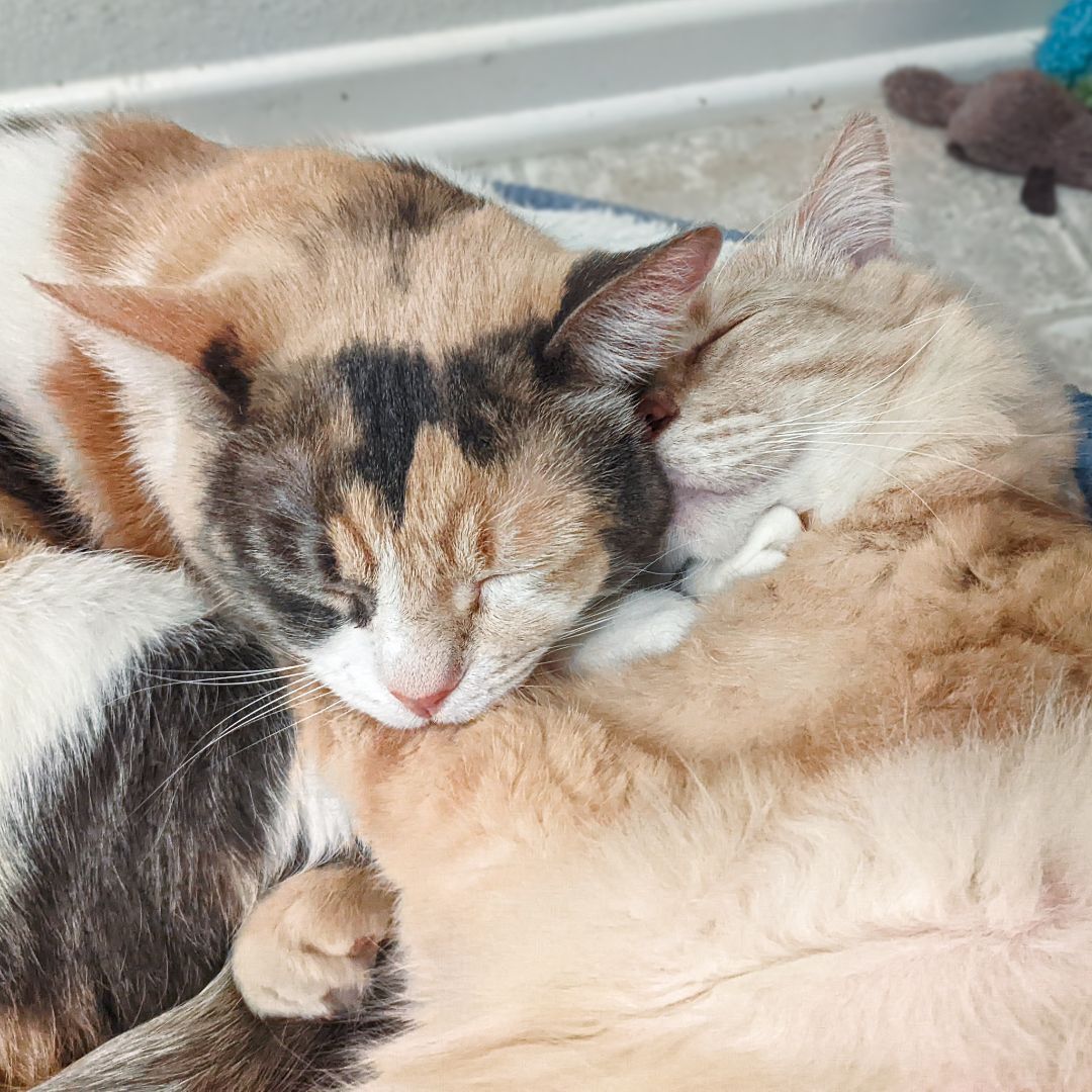 Enlarge Caitlyn, a Adoptable mixed breed in Lancaster, CA image 4/6