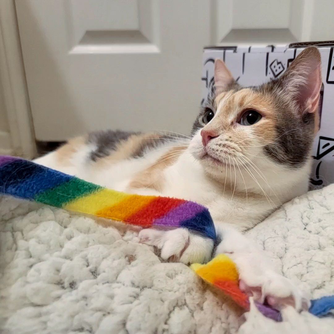 Enlarge Caitlyn, a Adoptable mixed breed in Lancaster, CA image 5/6