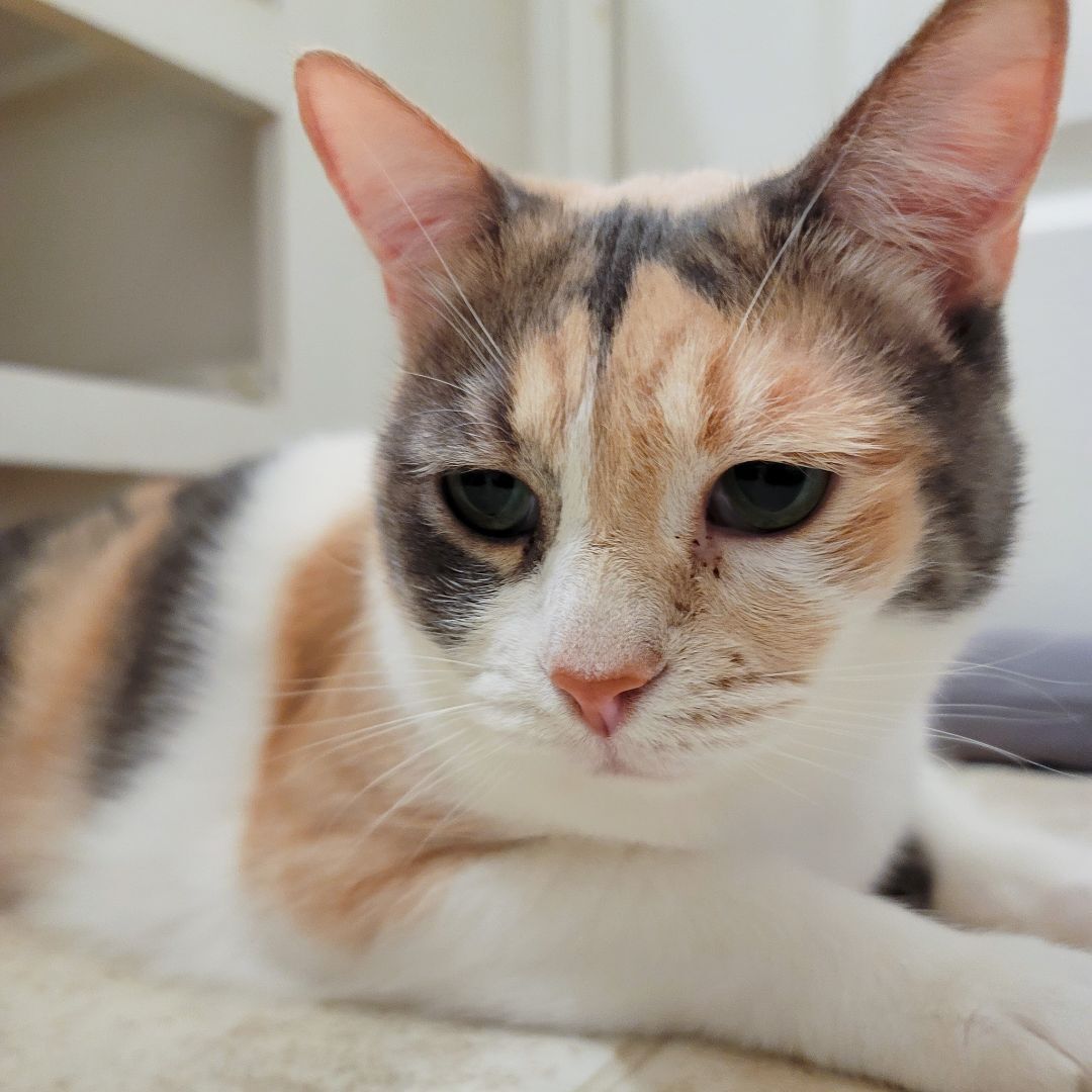 Enlarge Caitlyn, a Adoptable mixed breed in Lancaster, CA image 6/6