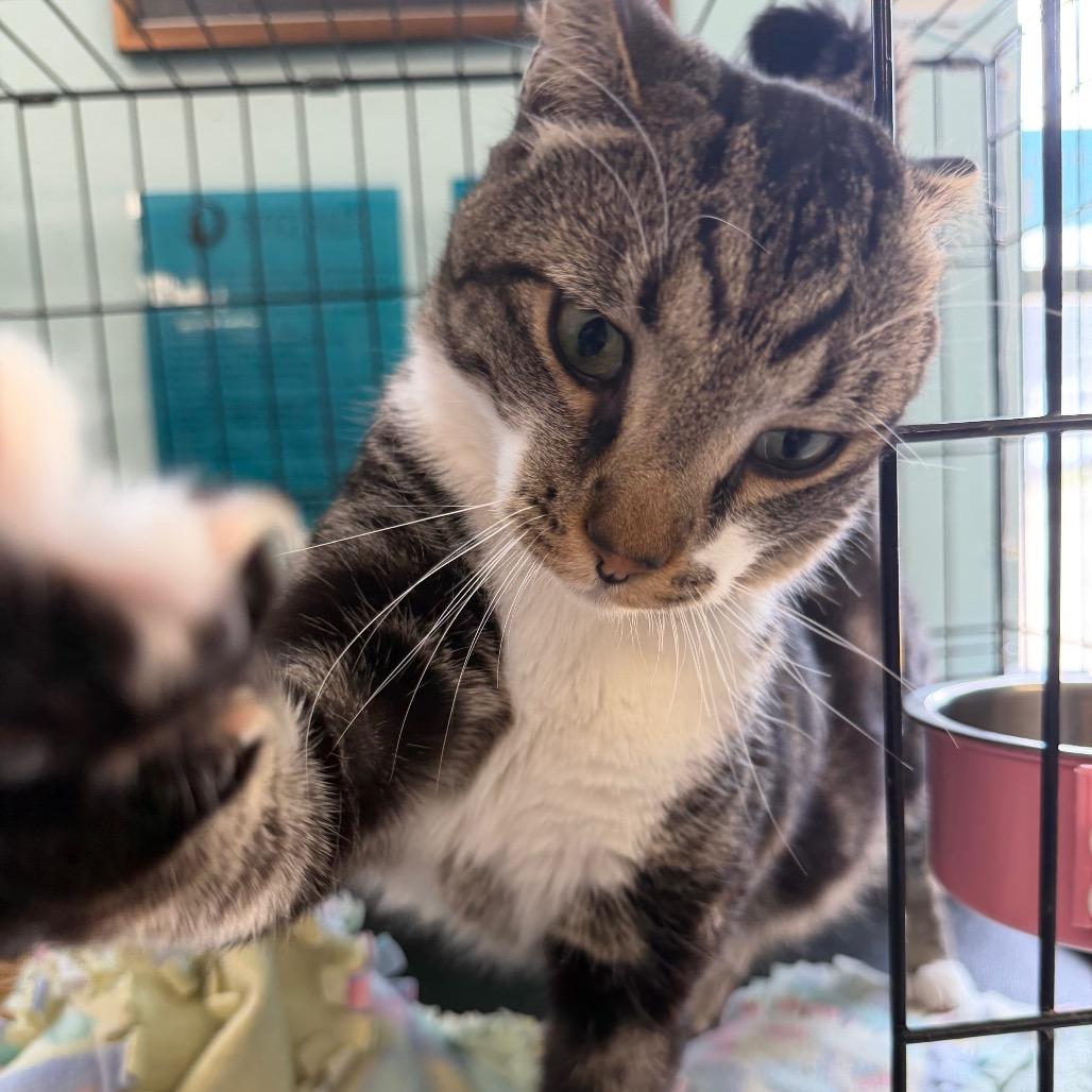 Enlarge Winston, a Adoptable Domestic Short Hair in PITTSBURGH, PA image 2/4