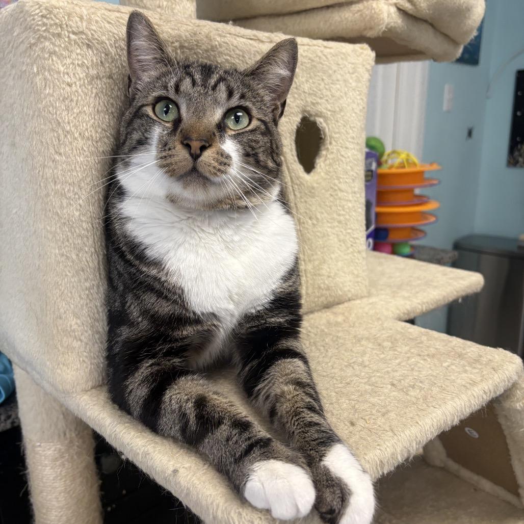 Enlarge Winston, a Adoptable Domestic Short Hair in PITTSBURGH, PA image 3/4