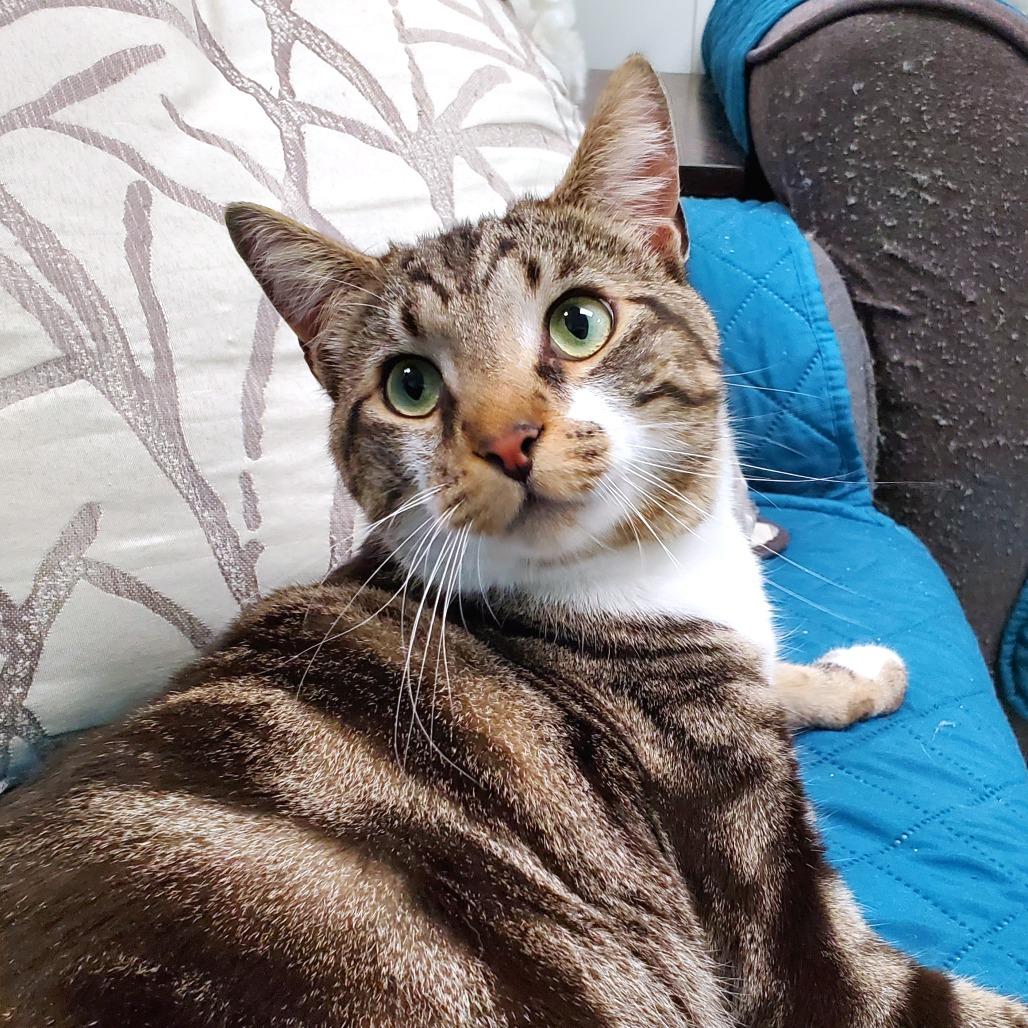 Enlarge Winston, a Adoptable Domestic Short Hair in PITTSBURGH, PA image 2/2