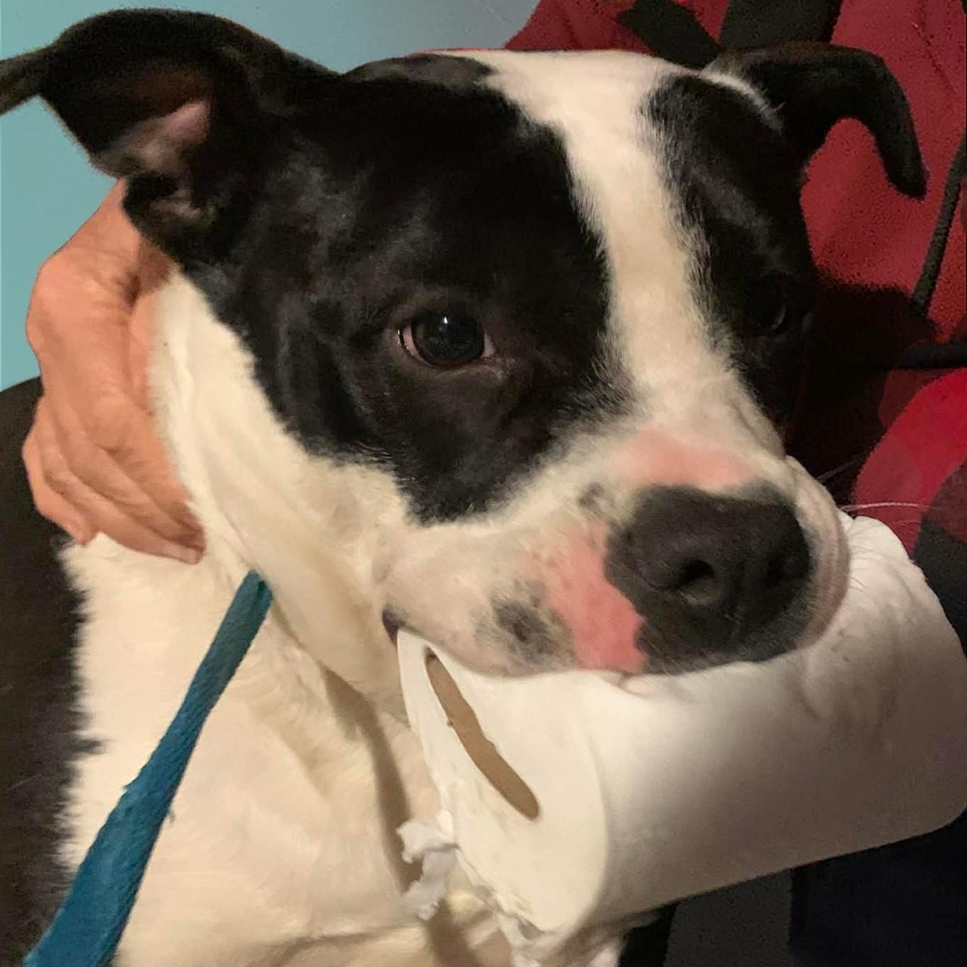 Enlarge Jinx, a Adoptable mixed breed in Knoxville, TN image 3/5