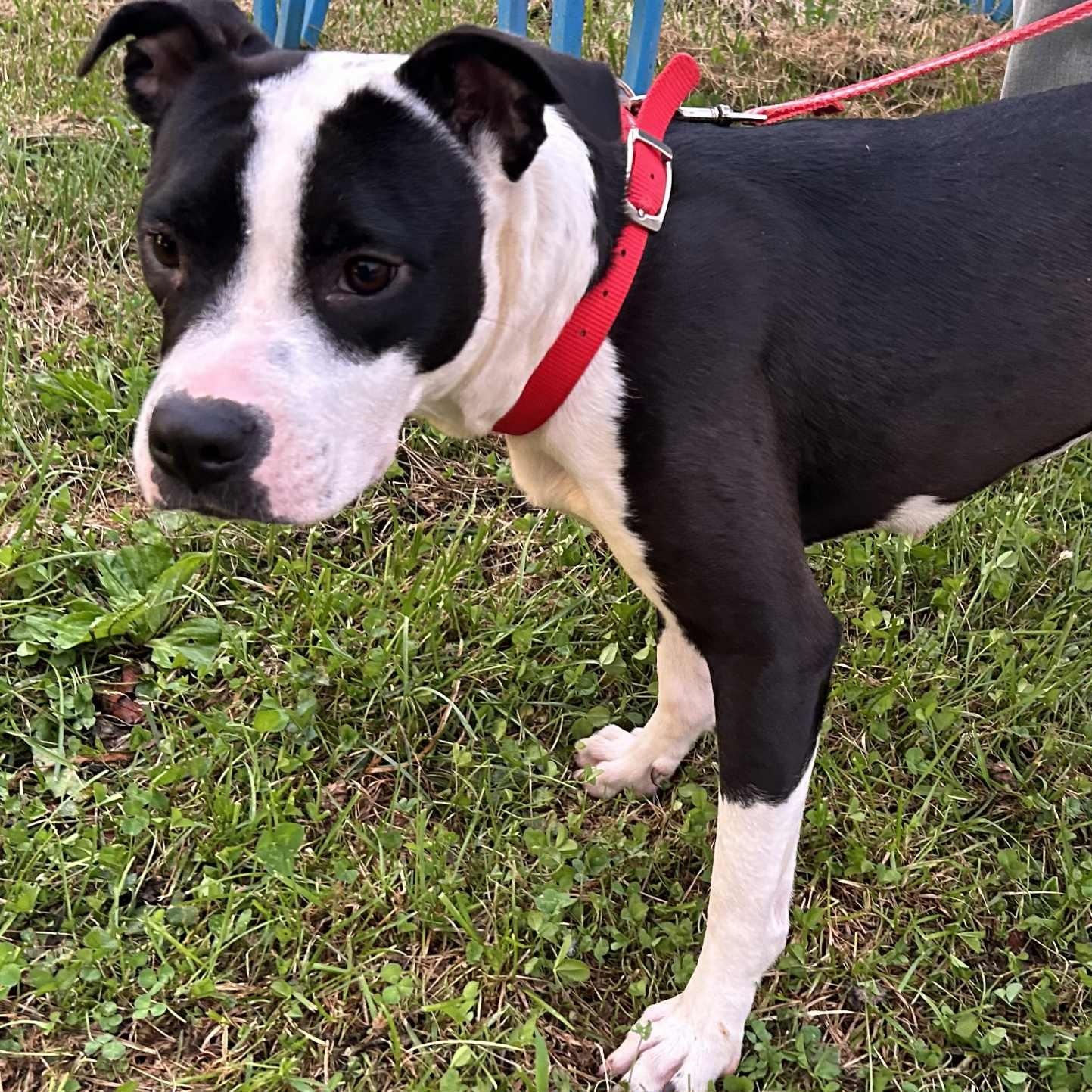 Enlarge Jinx, a Adoptable mixed breed in Knoxville, TN image 4/5