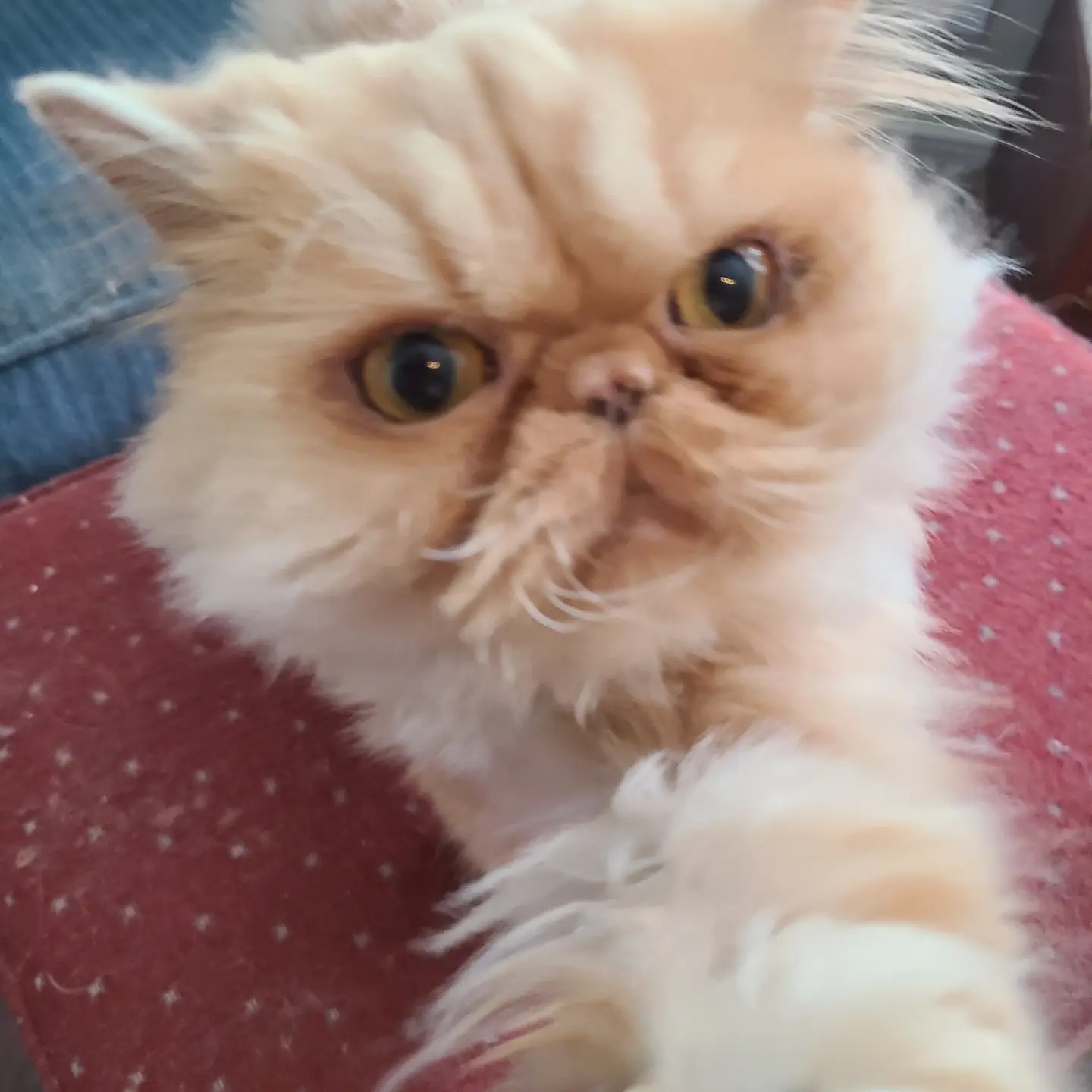 Cat for adoption Cooper & Whiskas, a Persian & Himalayan Mix in