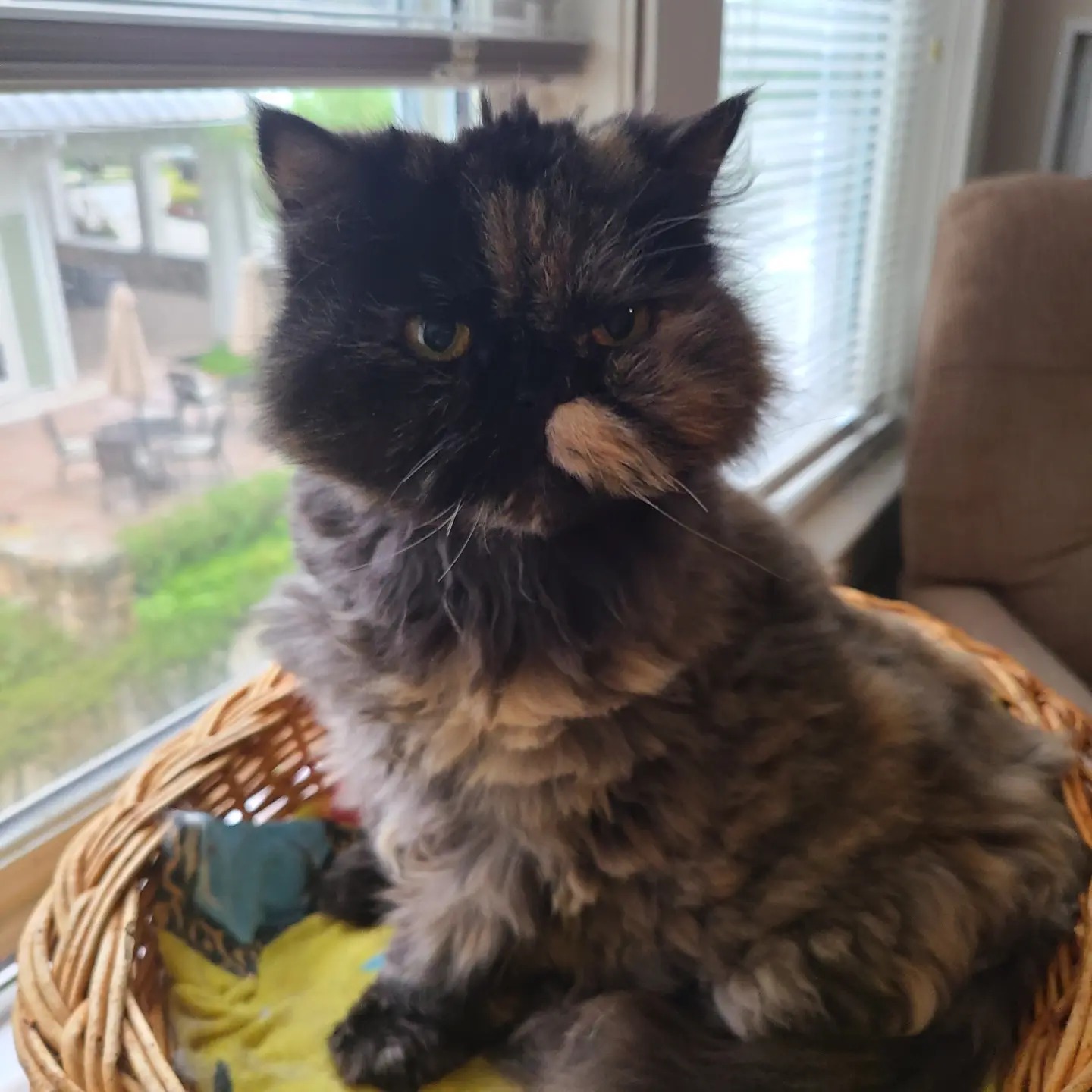 Cat for adoption Cooper & Whiskas, a Persian & Himalayan Mix in