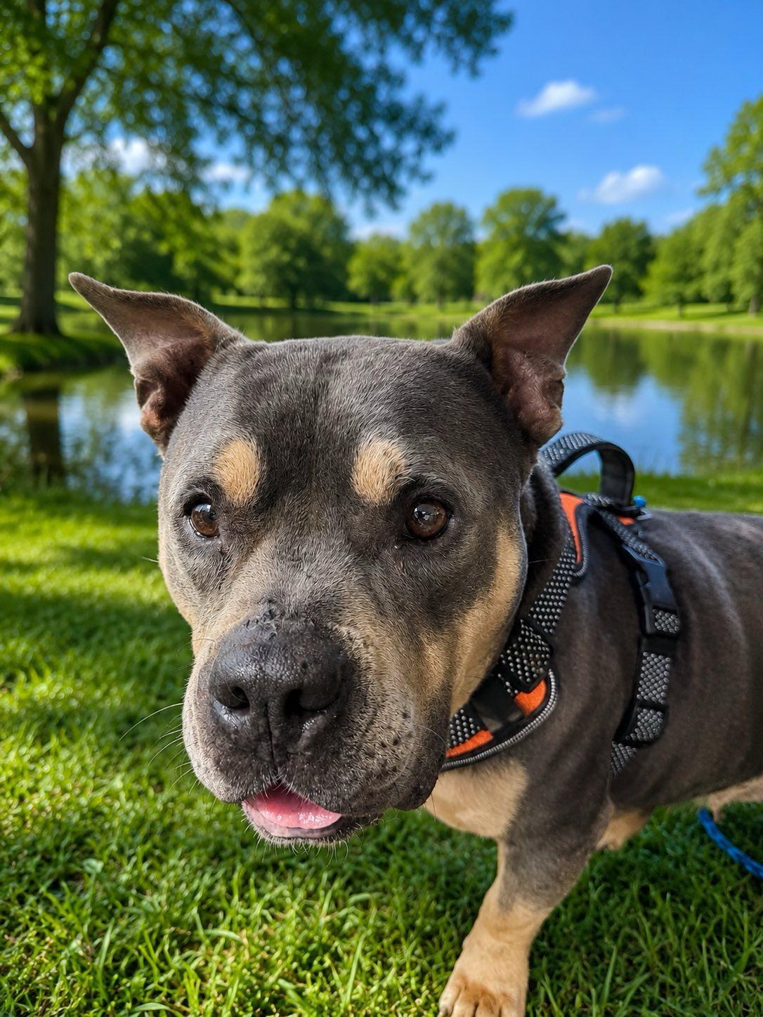 Enlarge Happy, a Adoptable American Bully in Winnfield, LA image 4/6