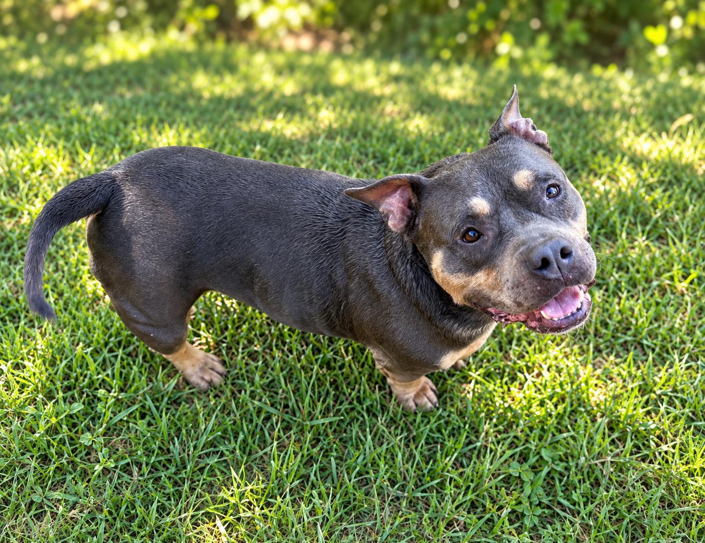Enlarge Happy, a Adoptable American Bully in Winnfield, LA image 6/6