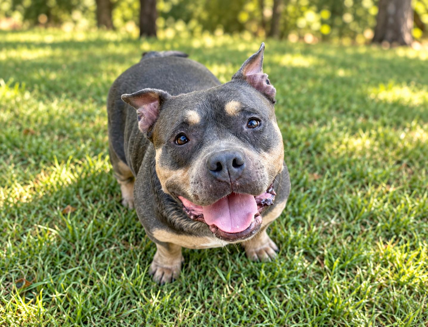 Enlarge Happy, a Adoptable American Bully in Winnfield, LA image 5/6