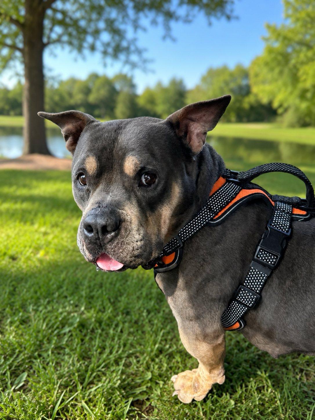 Enlarge Happy, a Adoptable American Bully in Winnfield, LA image 3/6