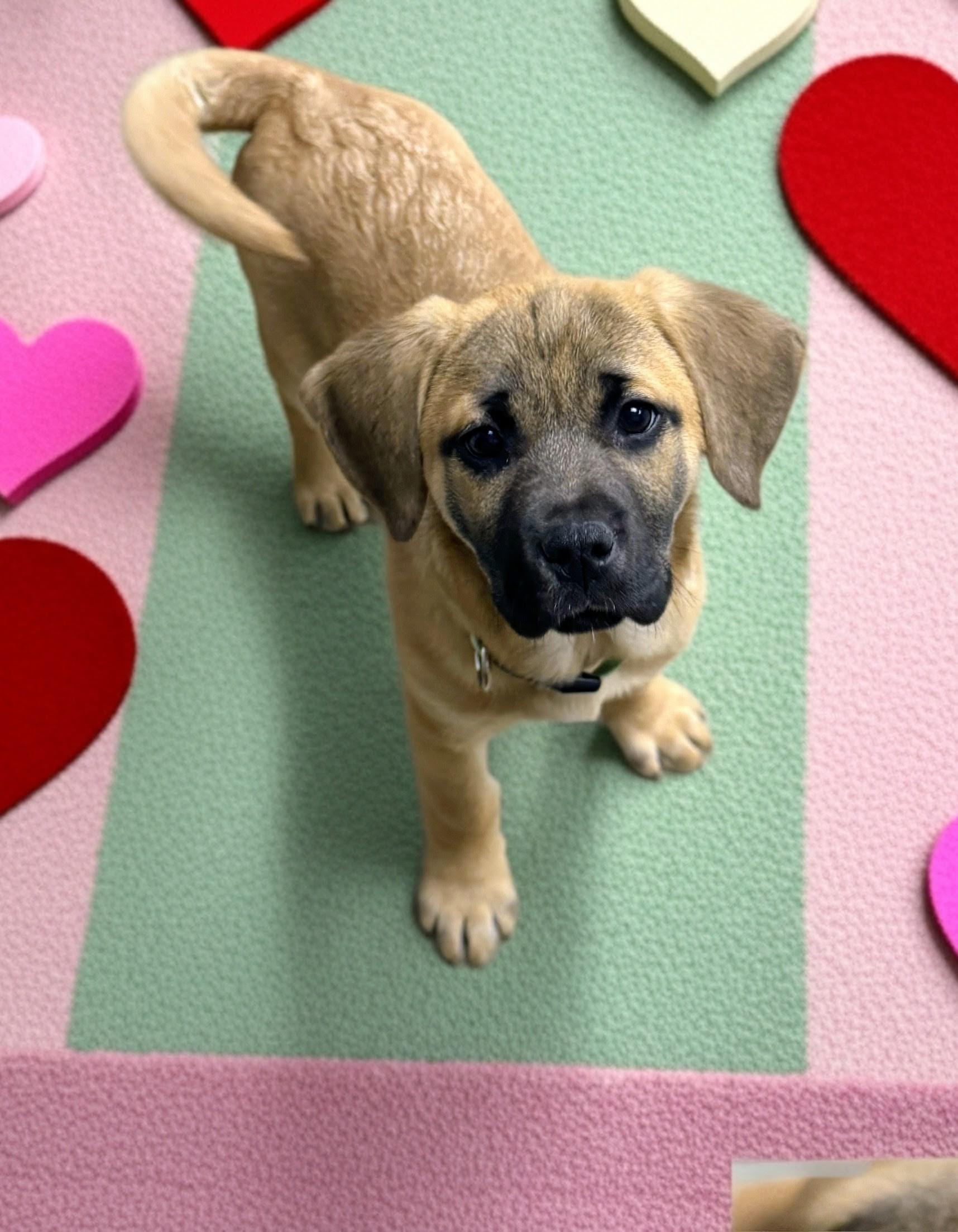 Enlarge Henrietta, a Adoptable mixed breed in Archbold , OH image 5/5