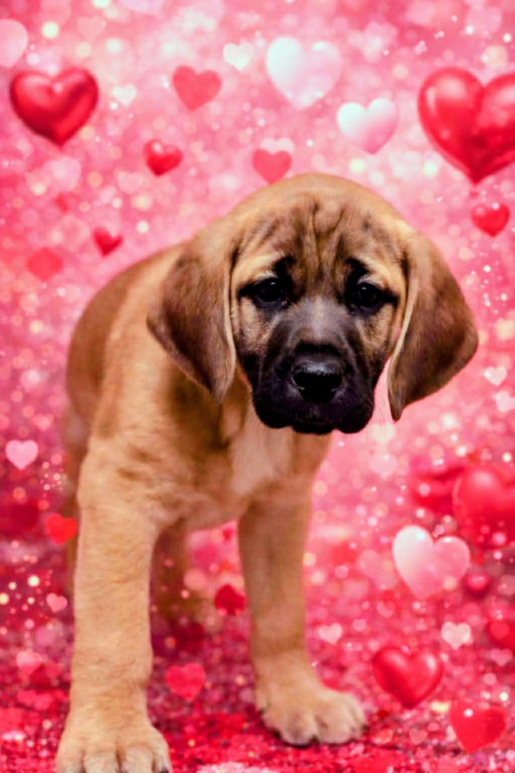 Henrietta, Adoptable, Puppy Female Labrador Retriever & Mastiff.