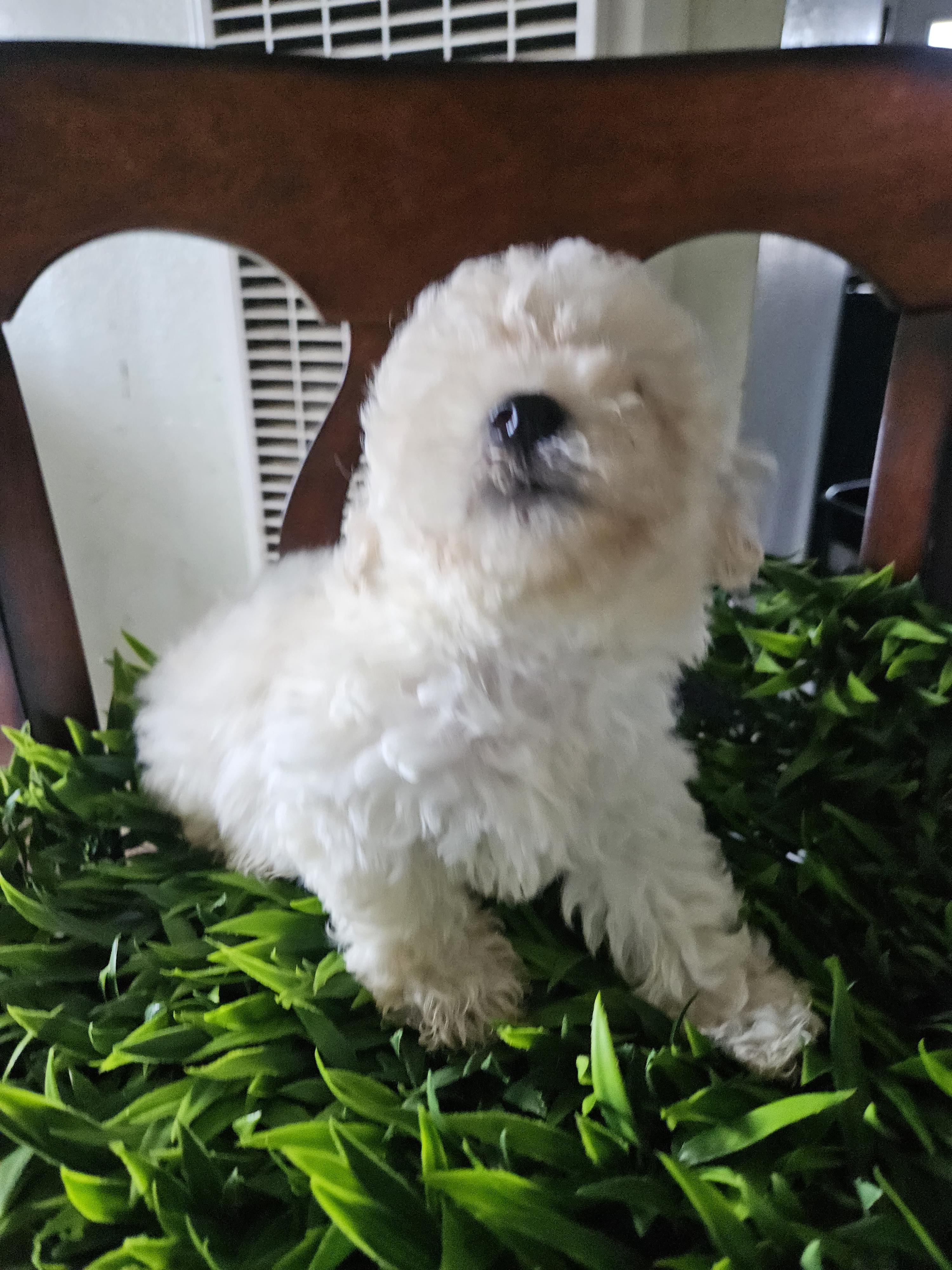 Enlarge Jasper, an adopted mixed breed in Los Angeles, CA image 5/5