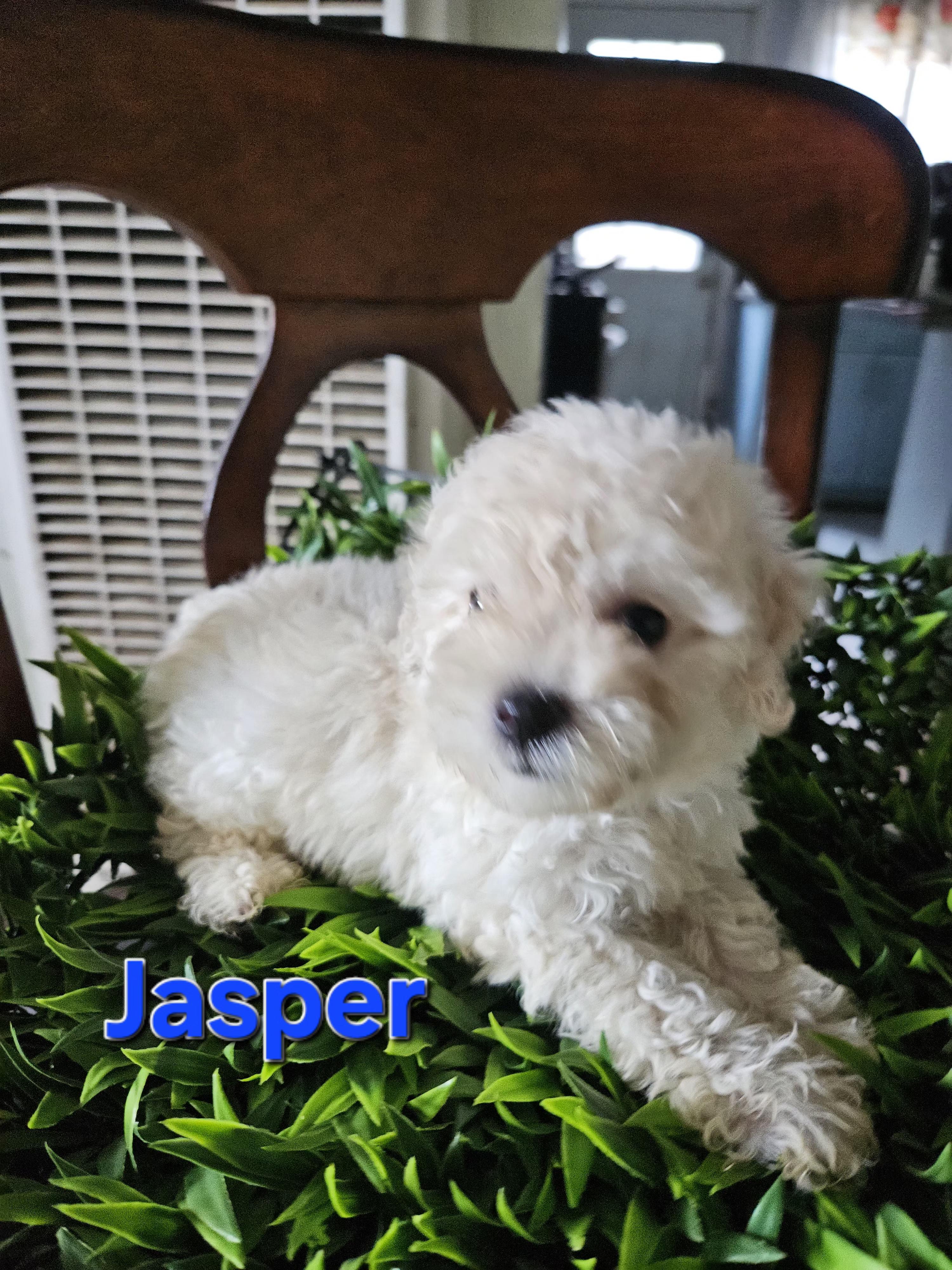 Enlarge Jasper, an adopted mixed breed in Los Angeles, CA image 3/5
