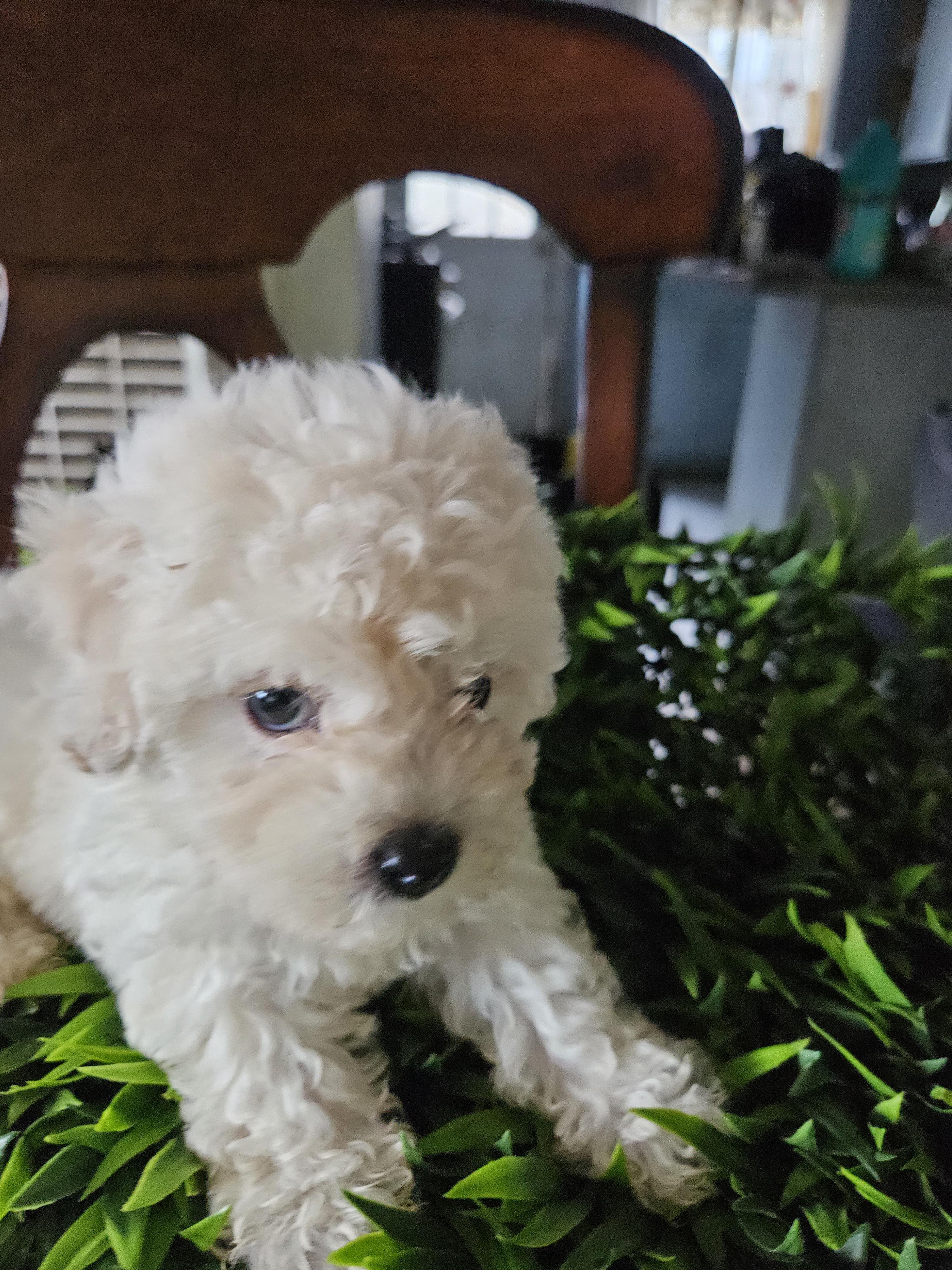 Jasper, adopted, Puppy Male Maltipoo.