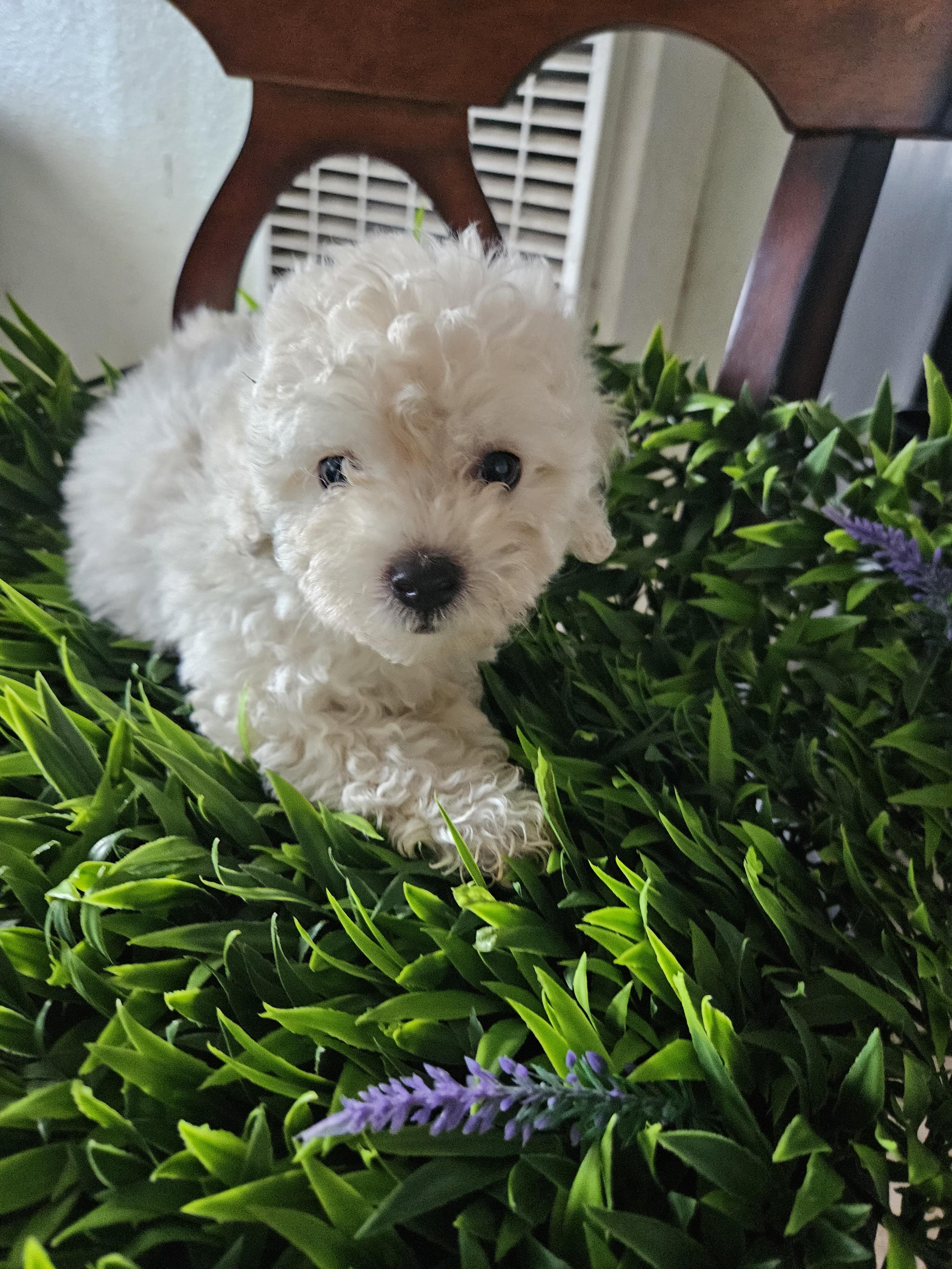 Enlarge Jasper, an adopted mixed breed in Los Angeles, CA image 2/5