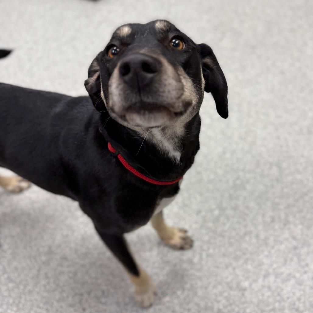 Enlarge Casey, a Adoptable mixed breed in Monticello, IA image 4/6