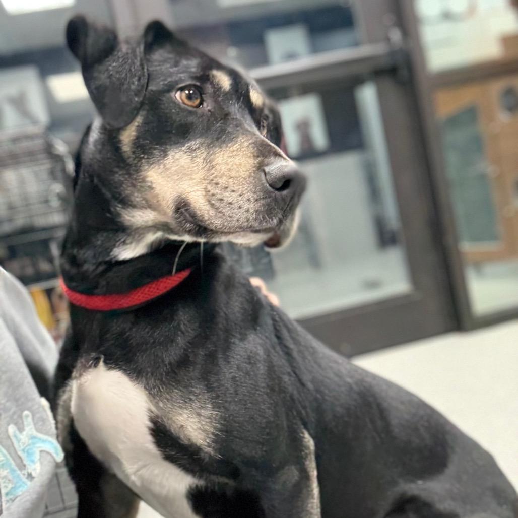 Enlarge Casey, a Adoptable mixed breed in Monticello, IA image 6/6